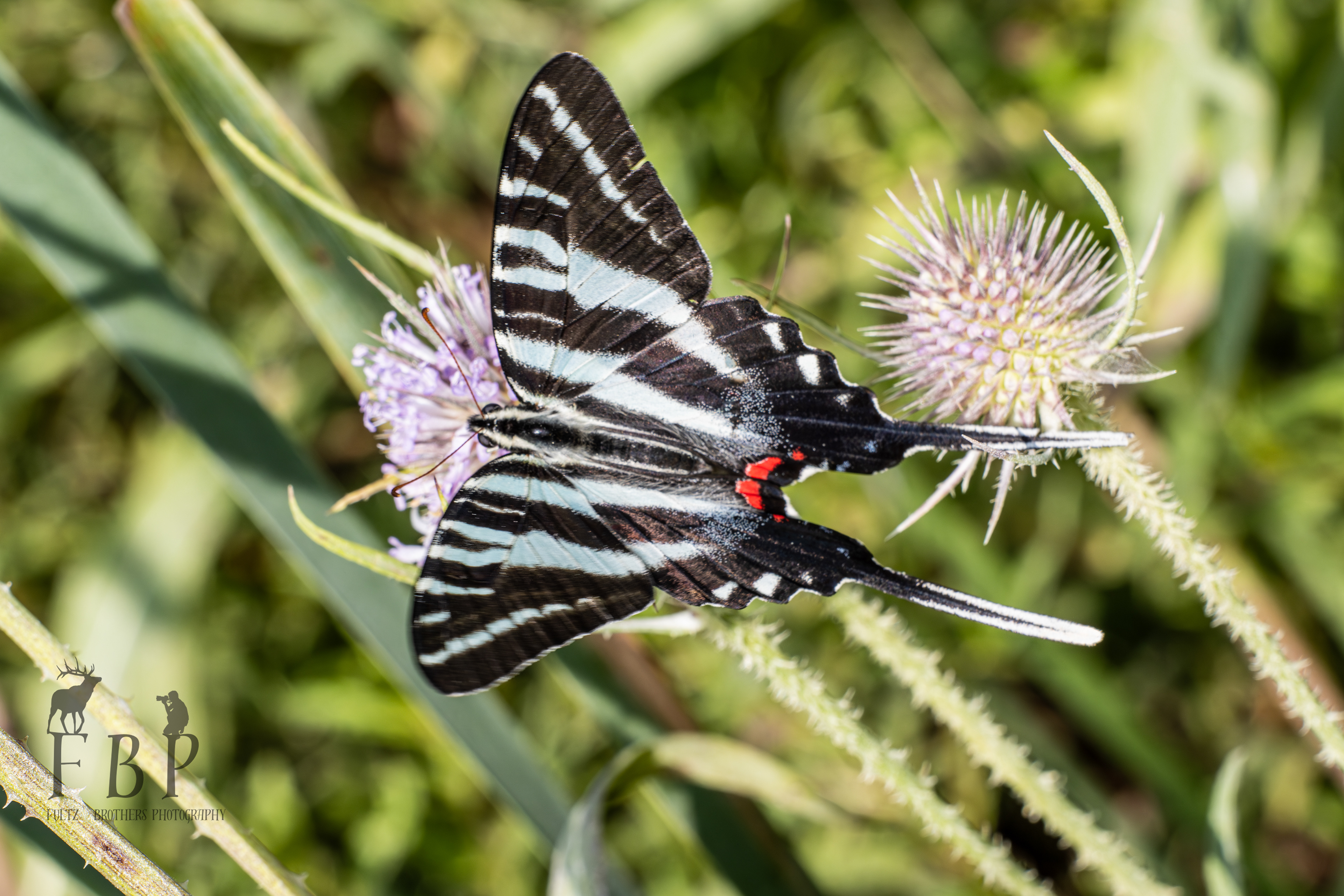 Zebra Swallowtail