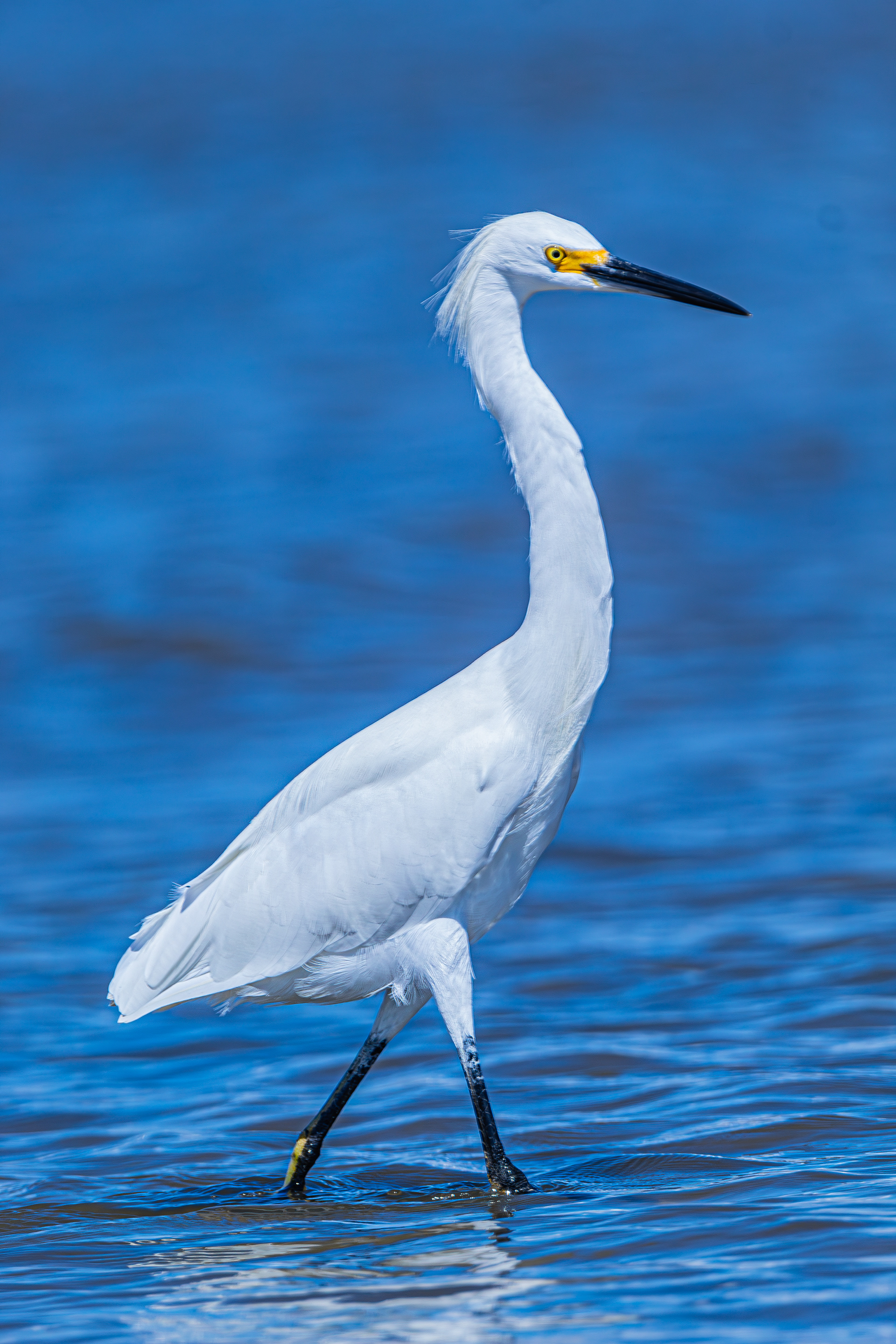 Snowy Egret