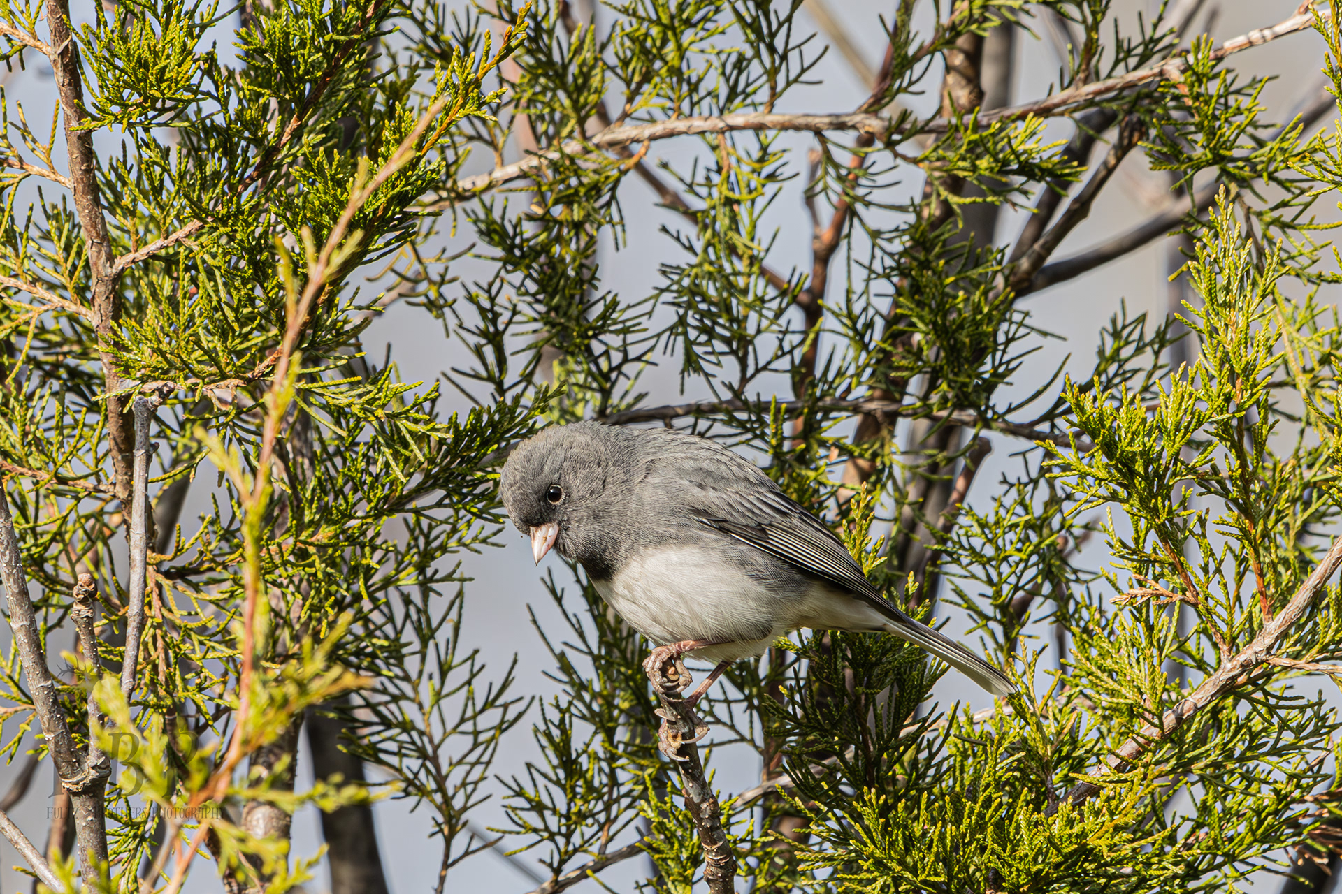 Dark-Eyed Junco