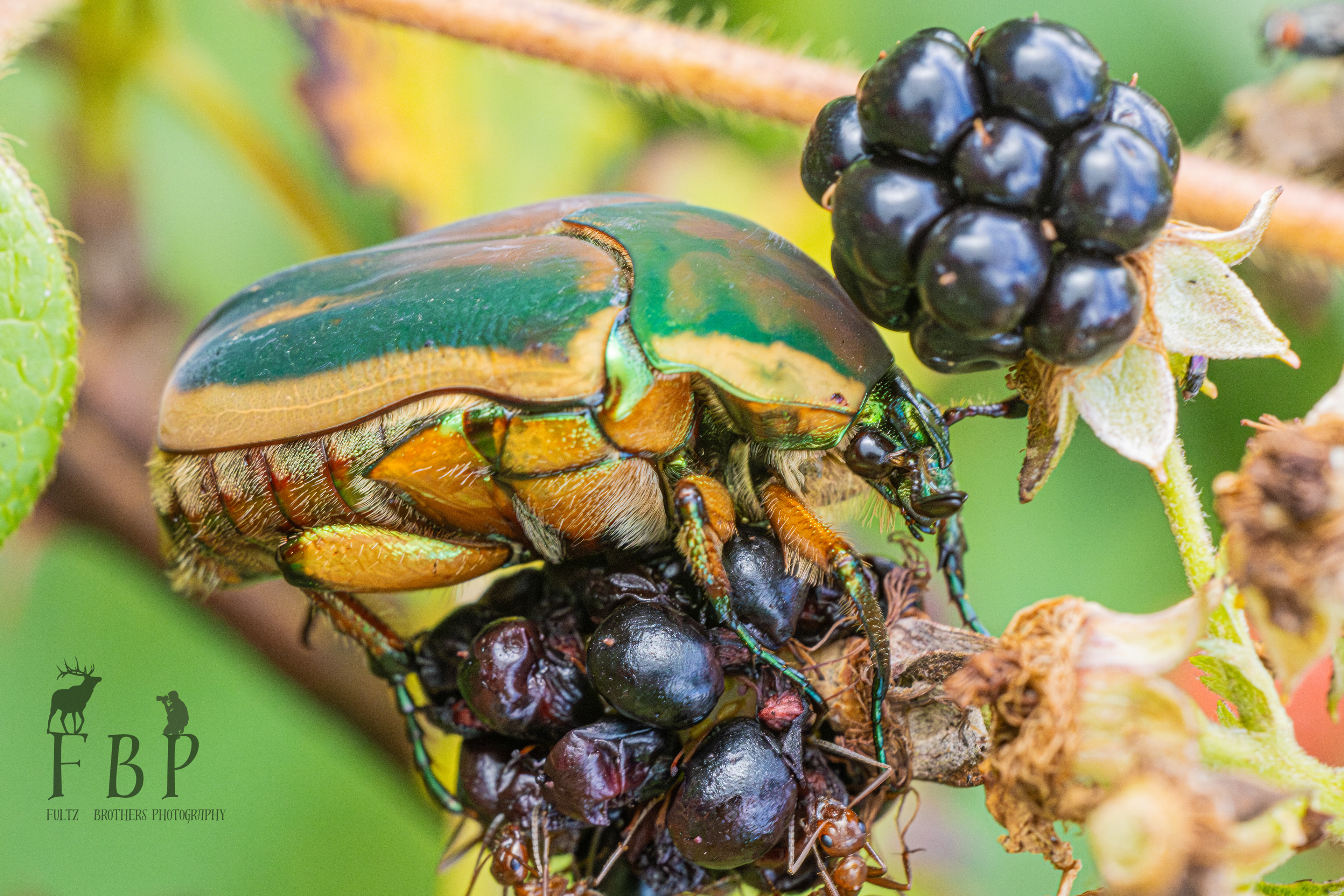 Common Green June Beetle