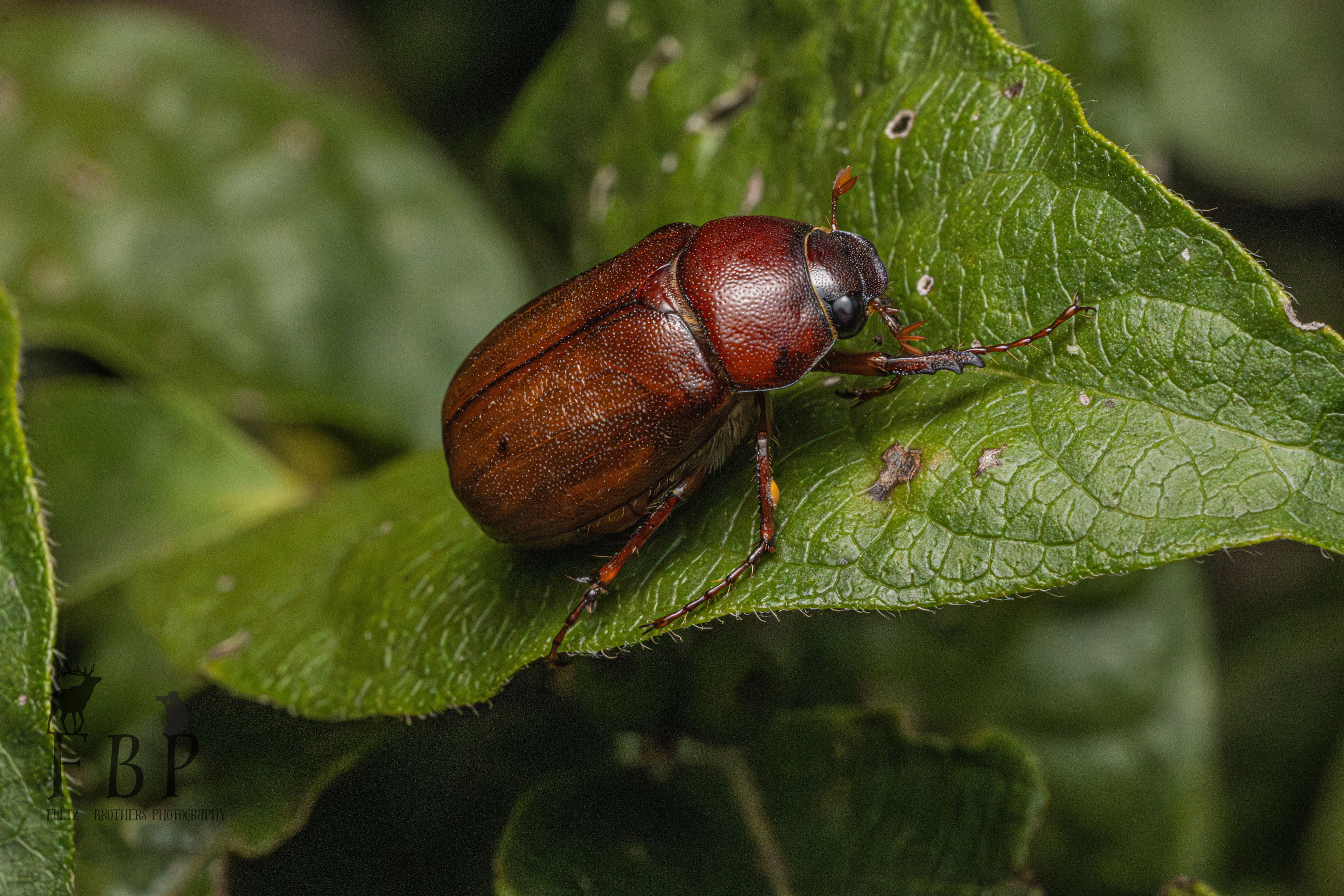 May Beetle