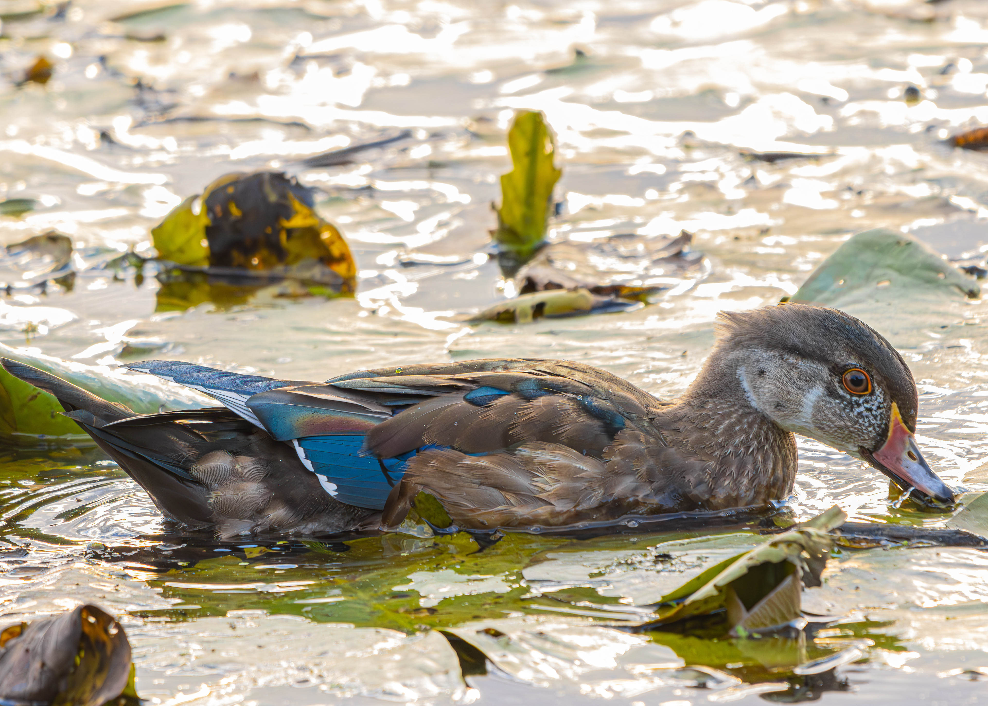 Wood Duck Juvenile