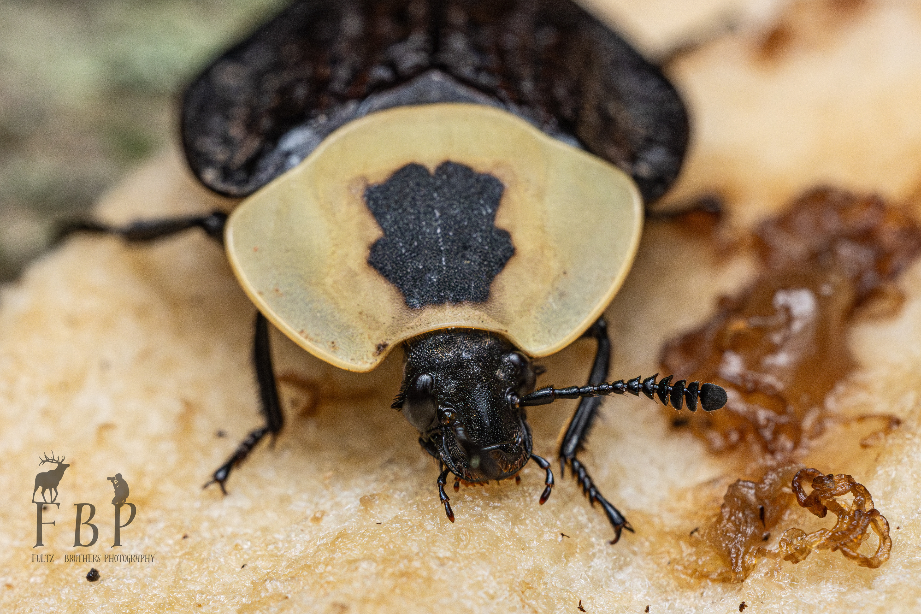 Carrion Beetle