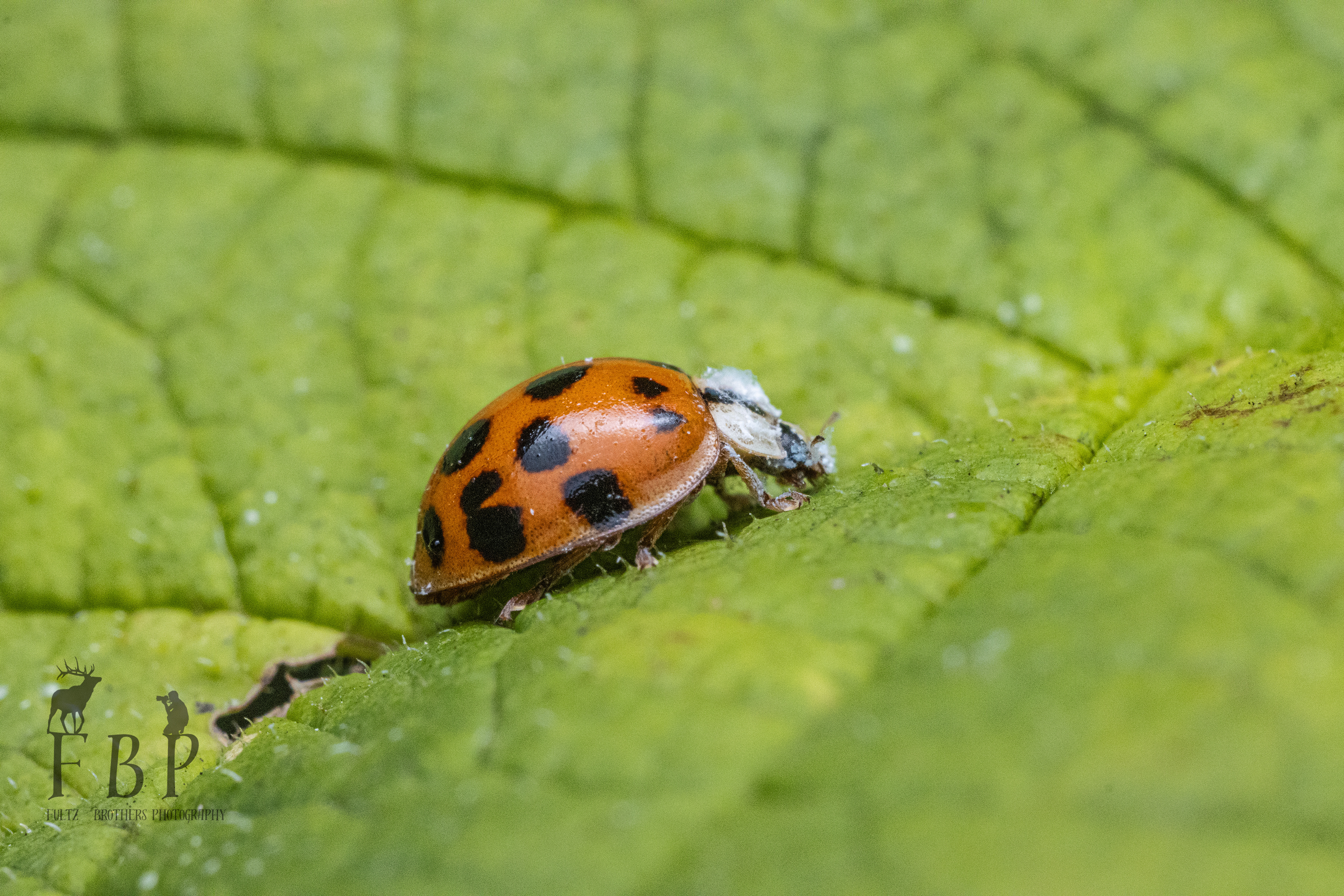 Asian Lady Beetle