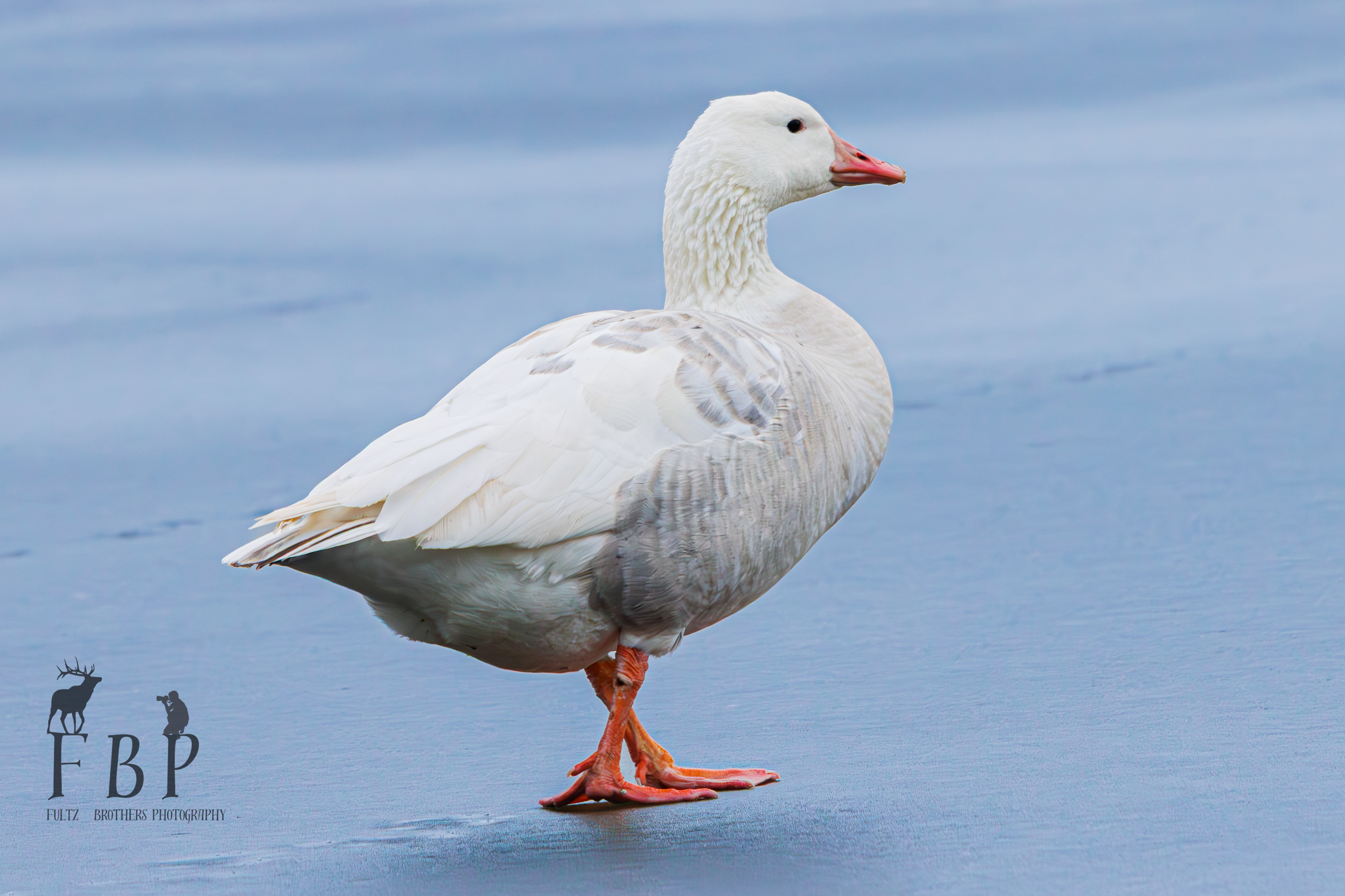 Greylag Goose (Domestic)