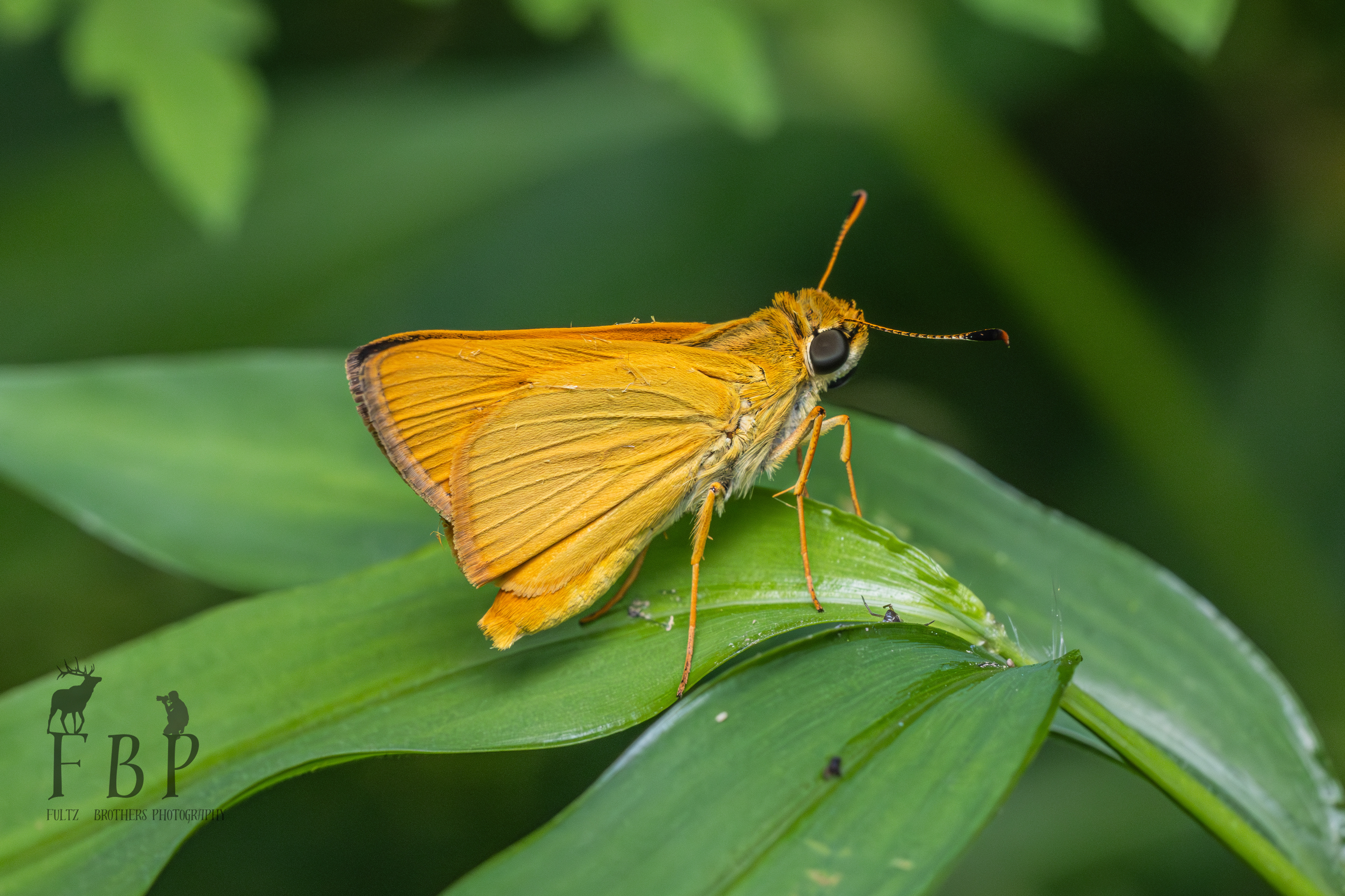 Banded Grass Skipper