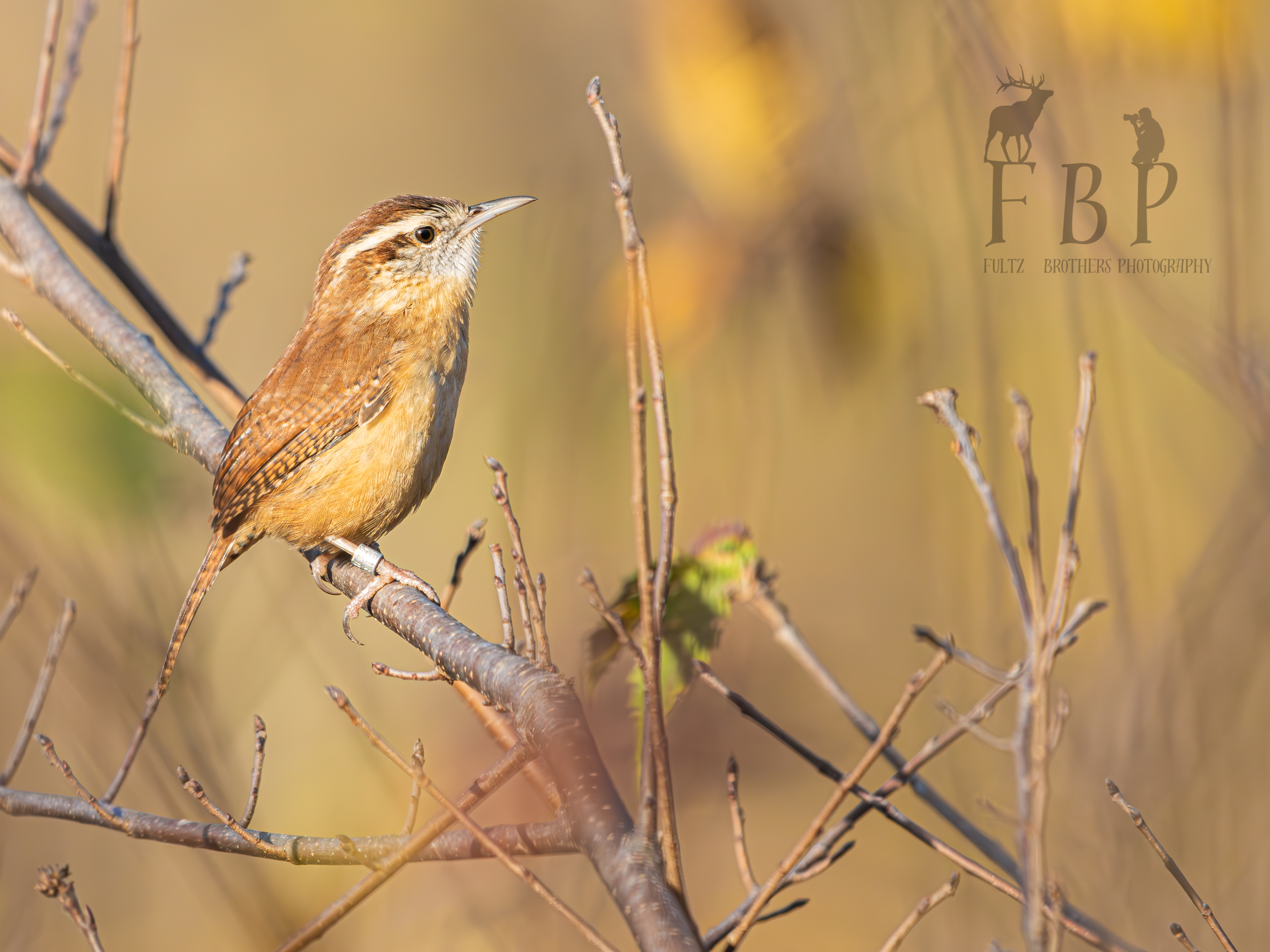 Carolina Wren