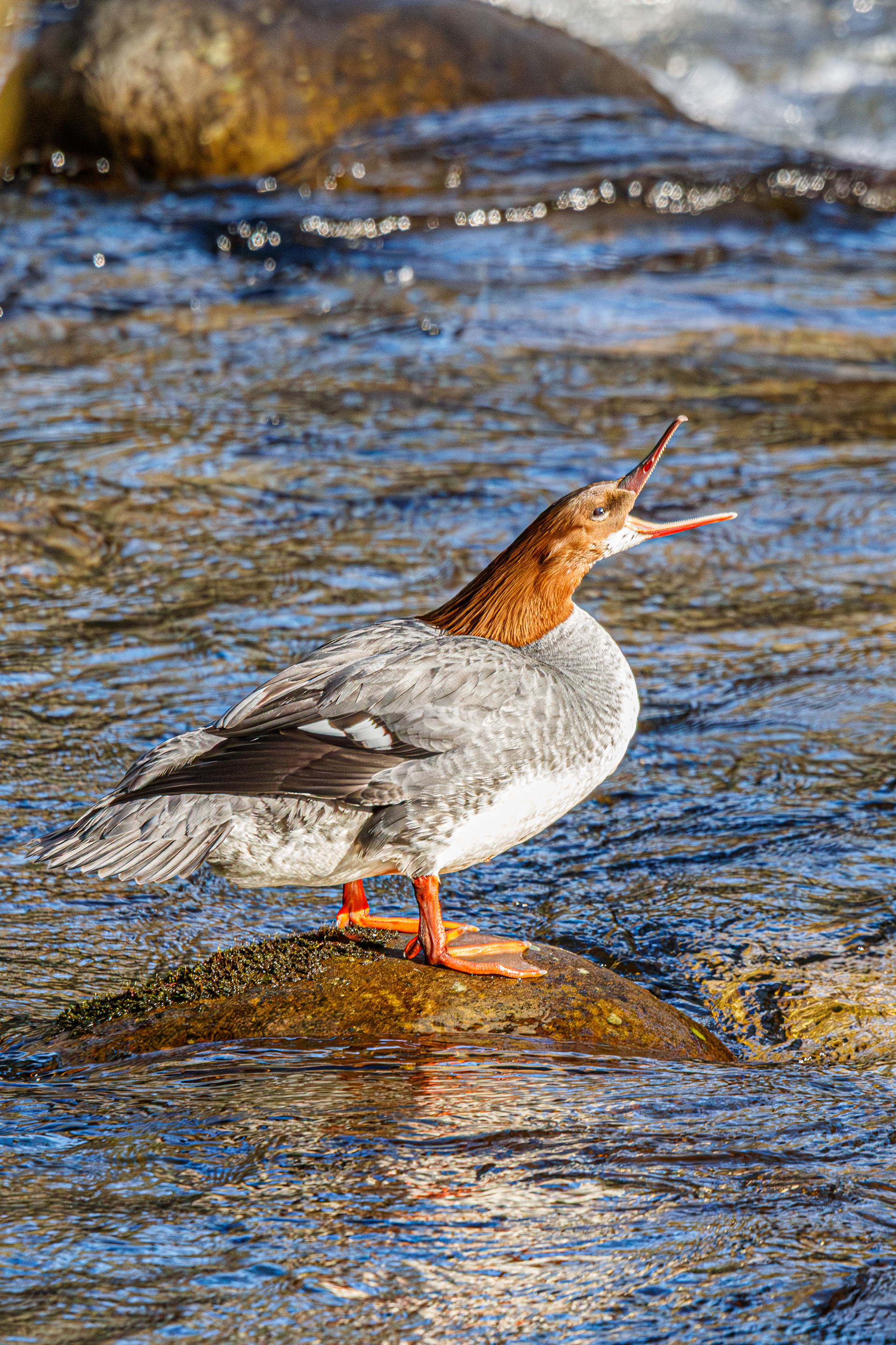 Common Merganser (female)