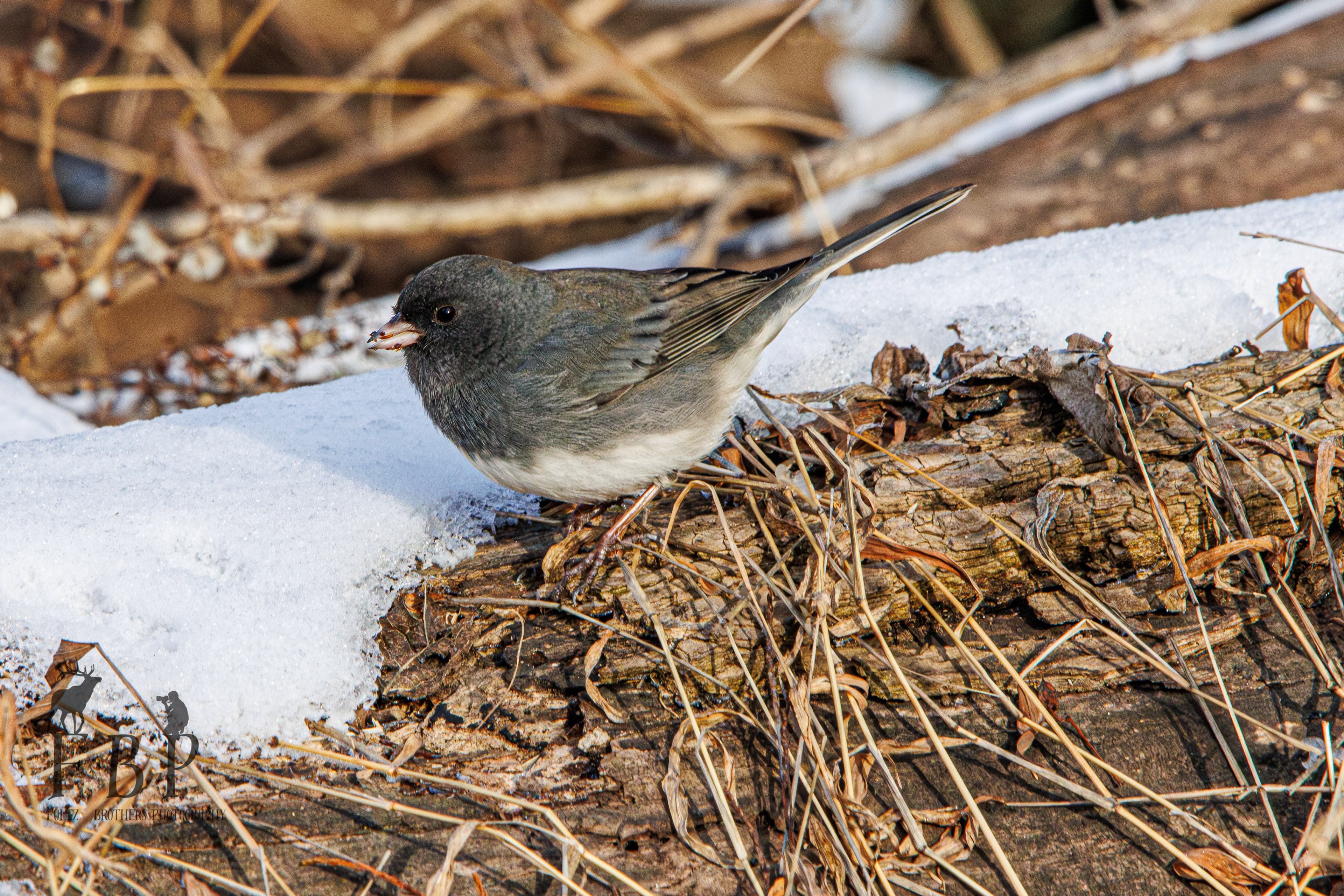 Dark-eyed Junco