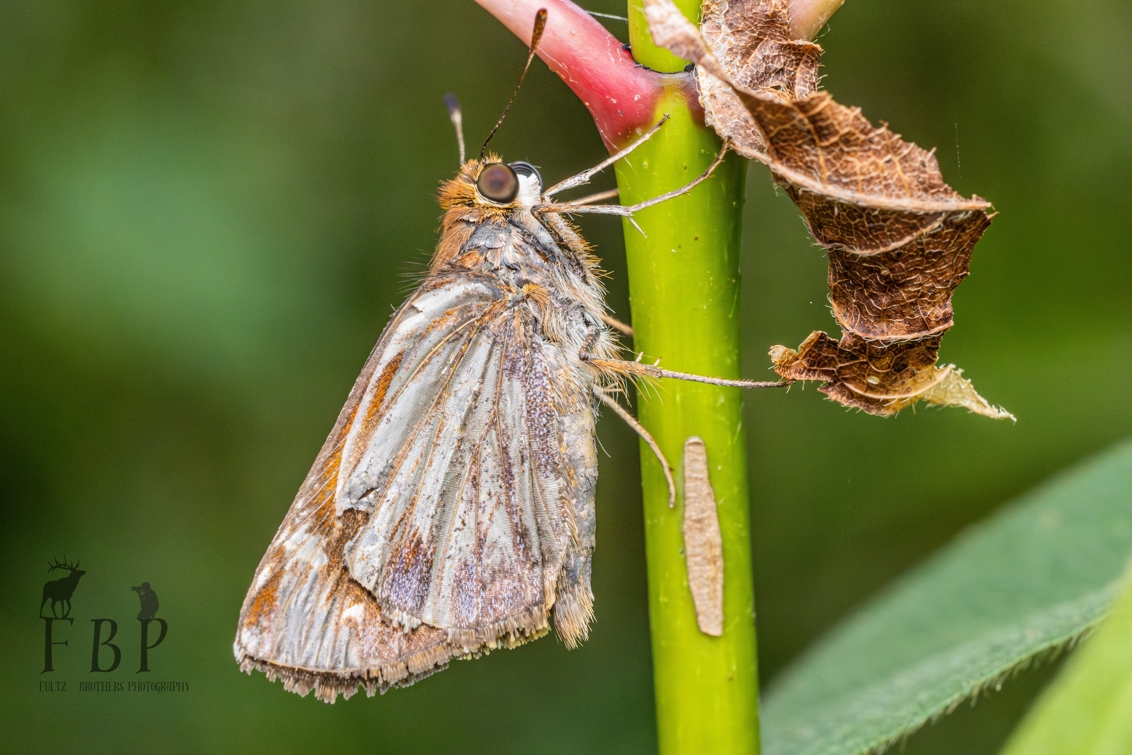 Zabulon Skipper