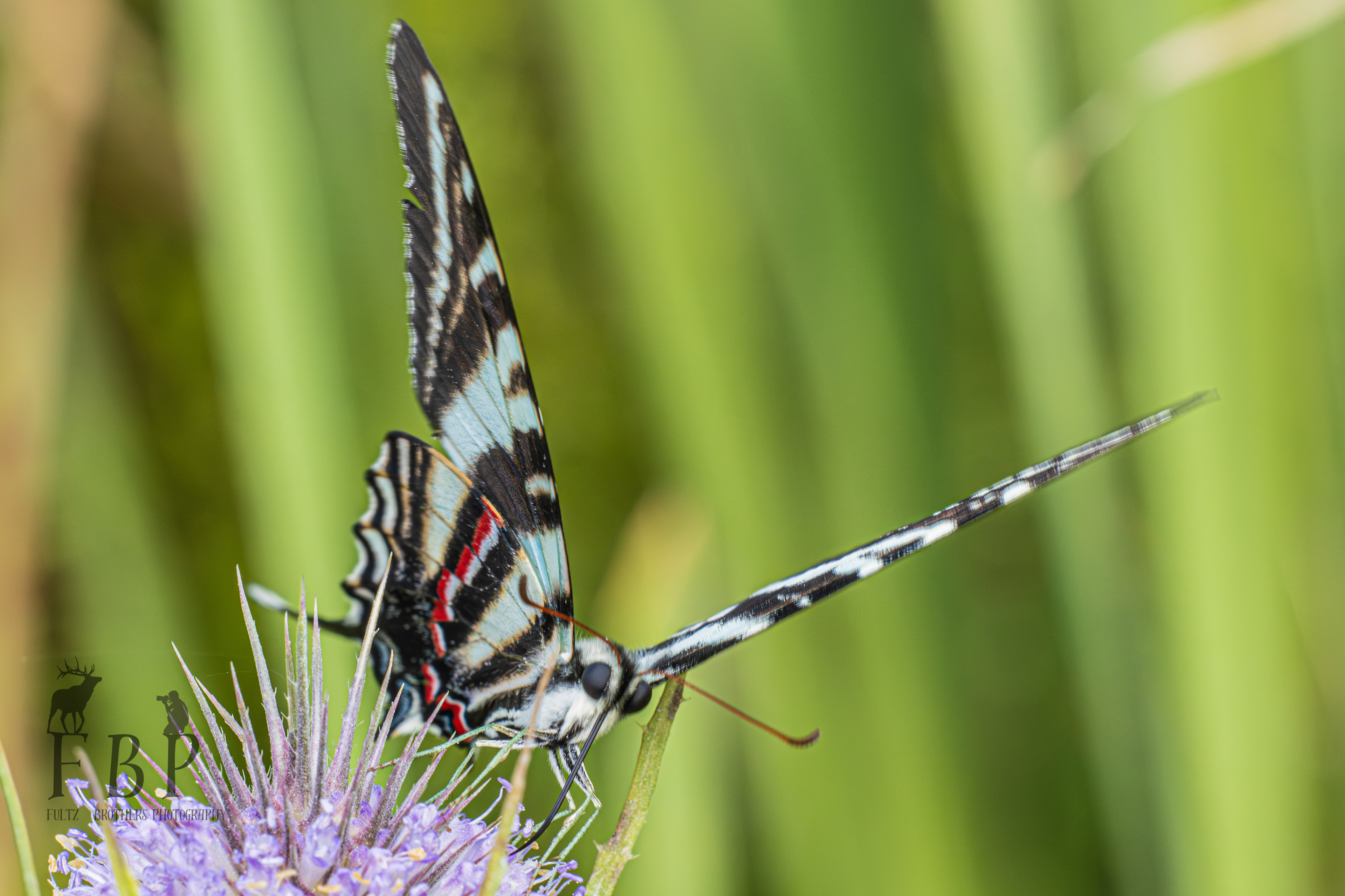 Zebra Swallowtail