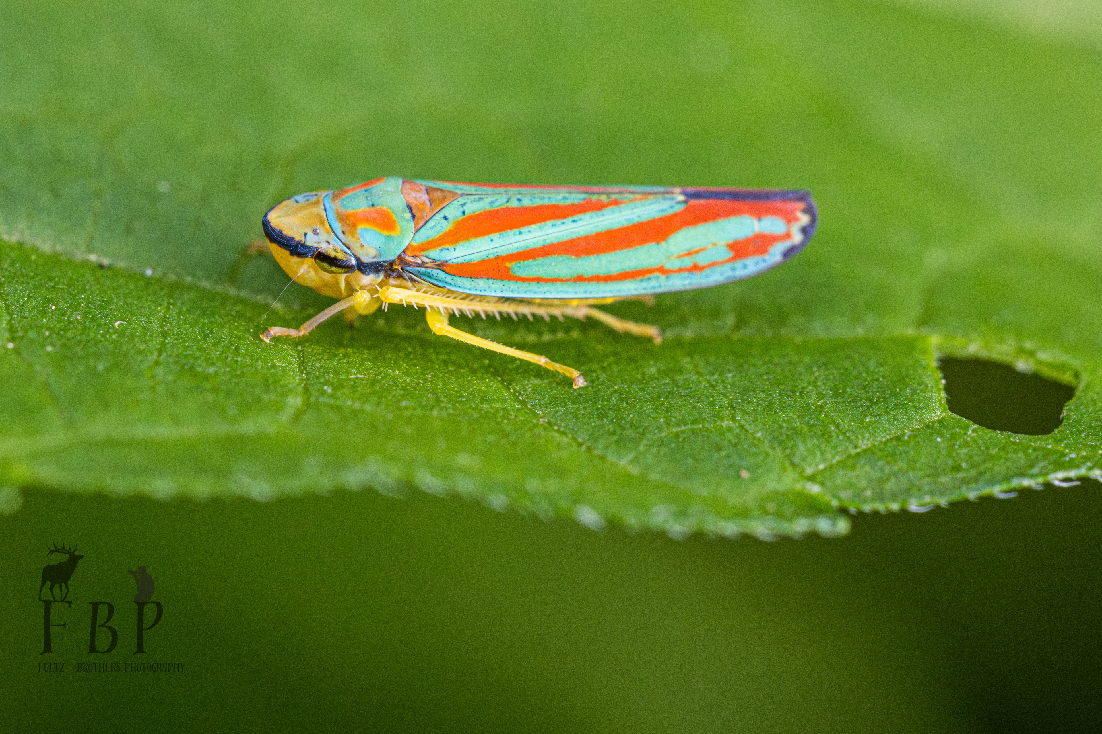Red Striped Leafhopper