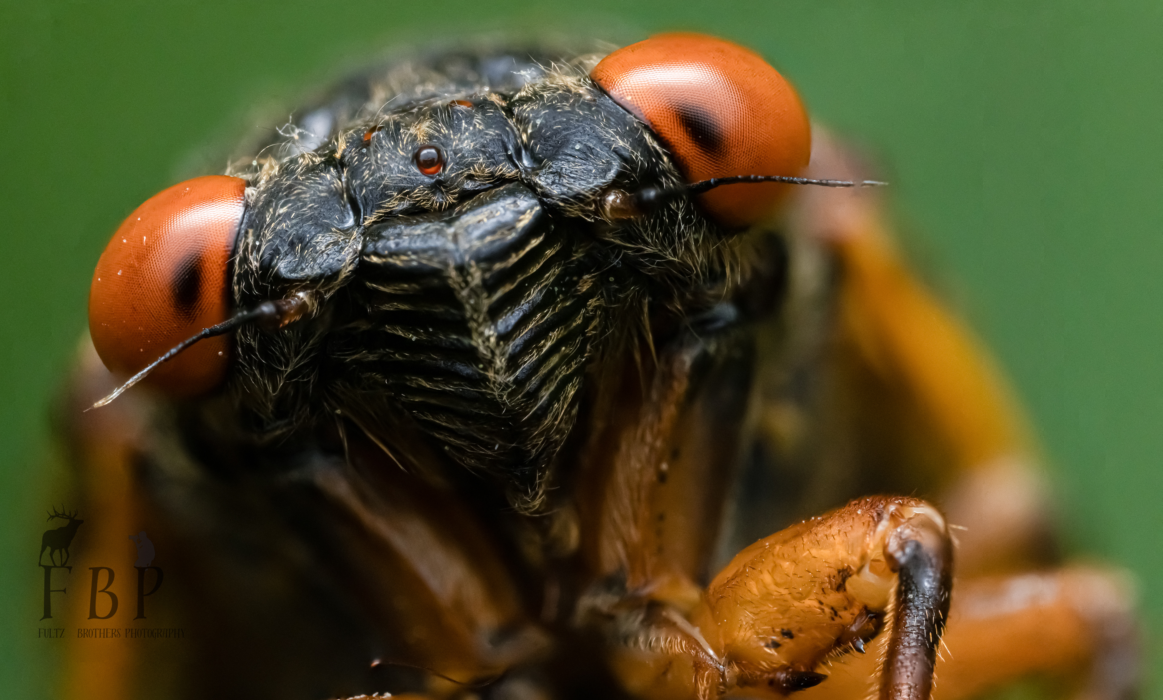 Cicada