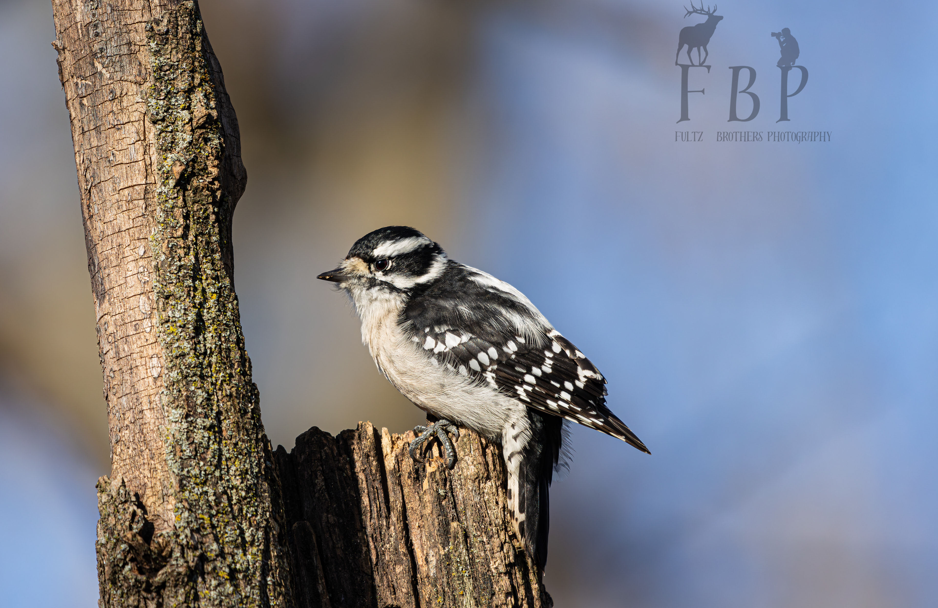 Downy Woodpecker