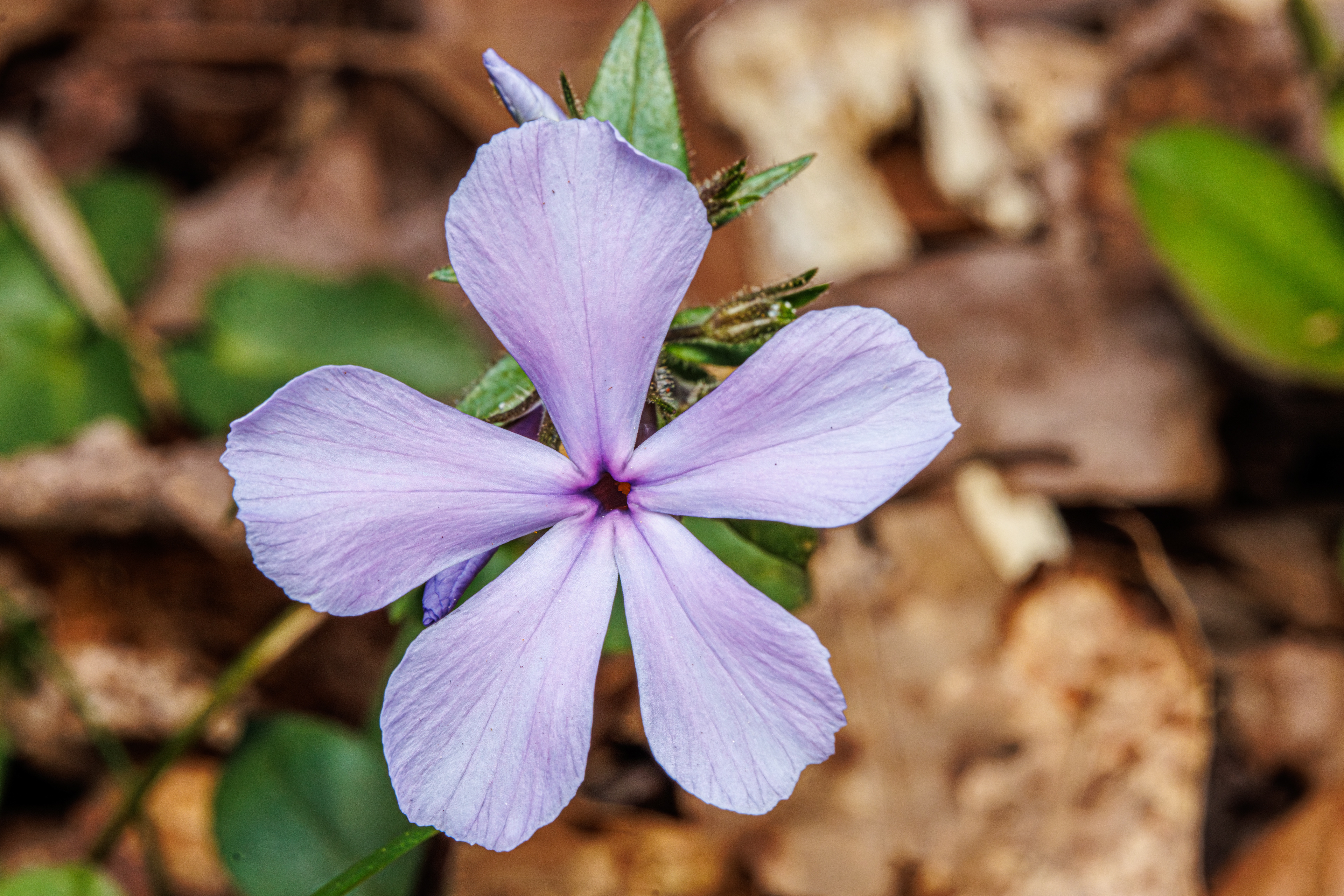 Blue Phlox