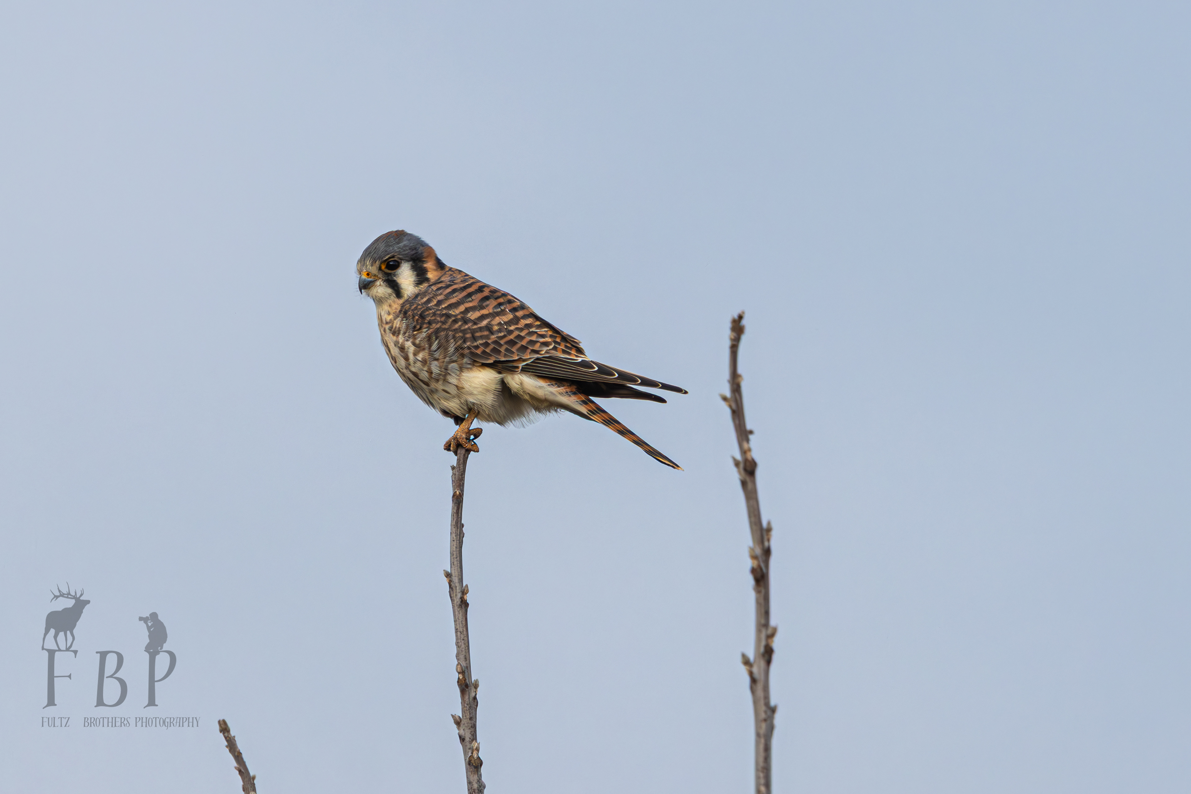 American Kestrel