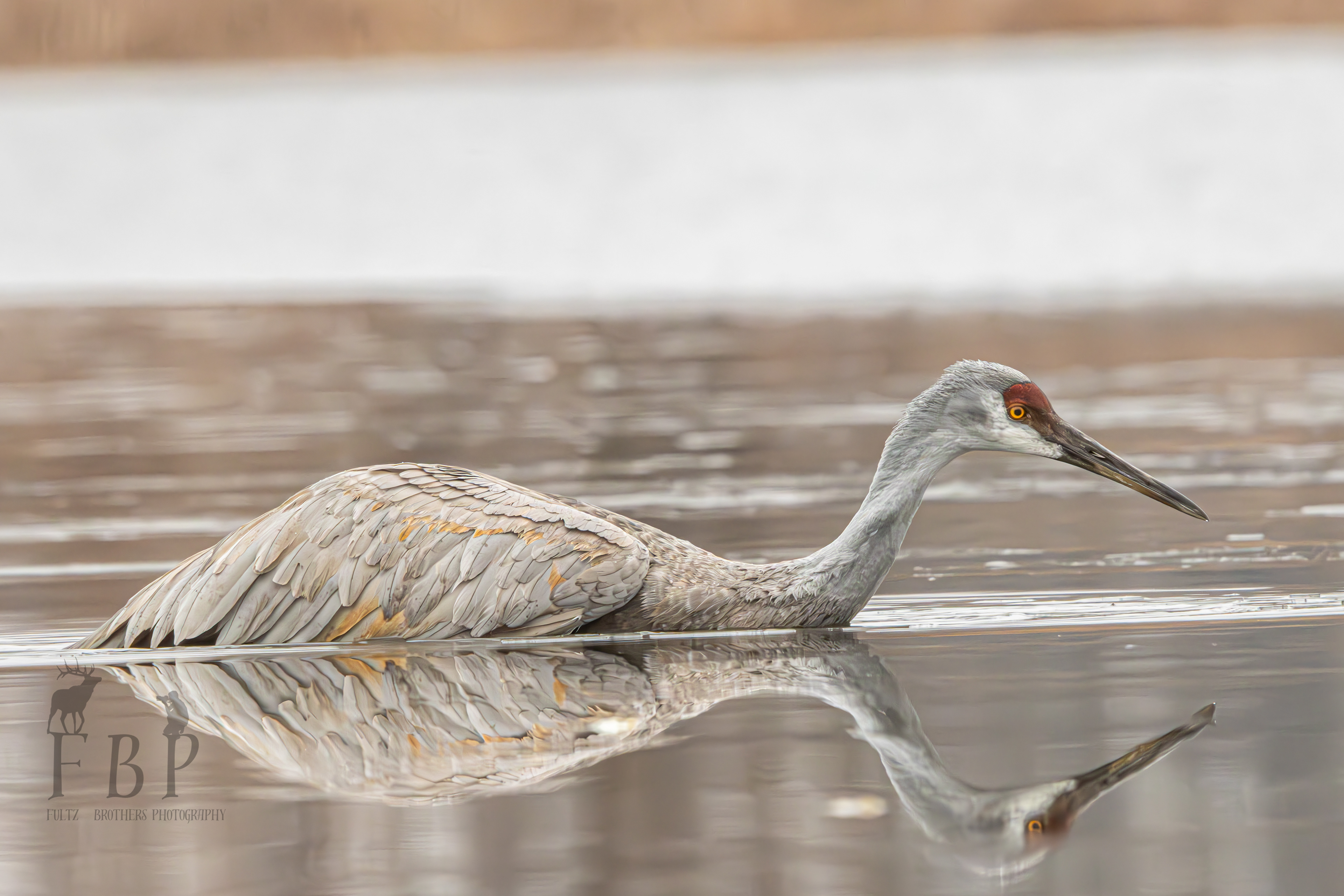 Sandhill Crane