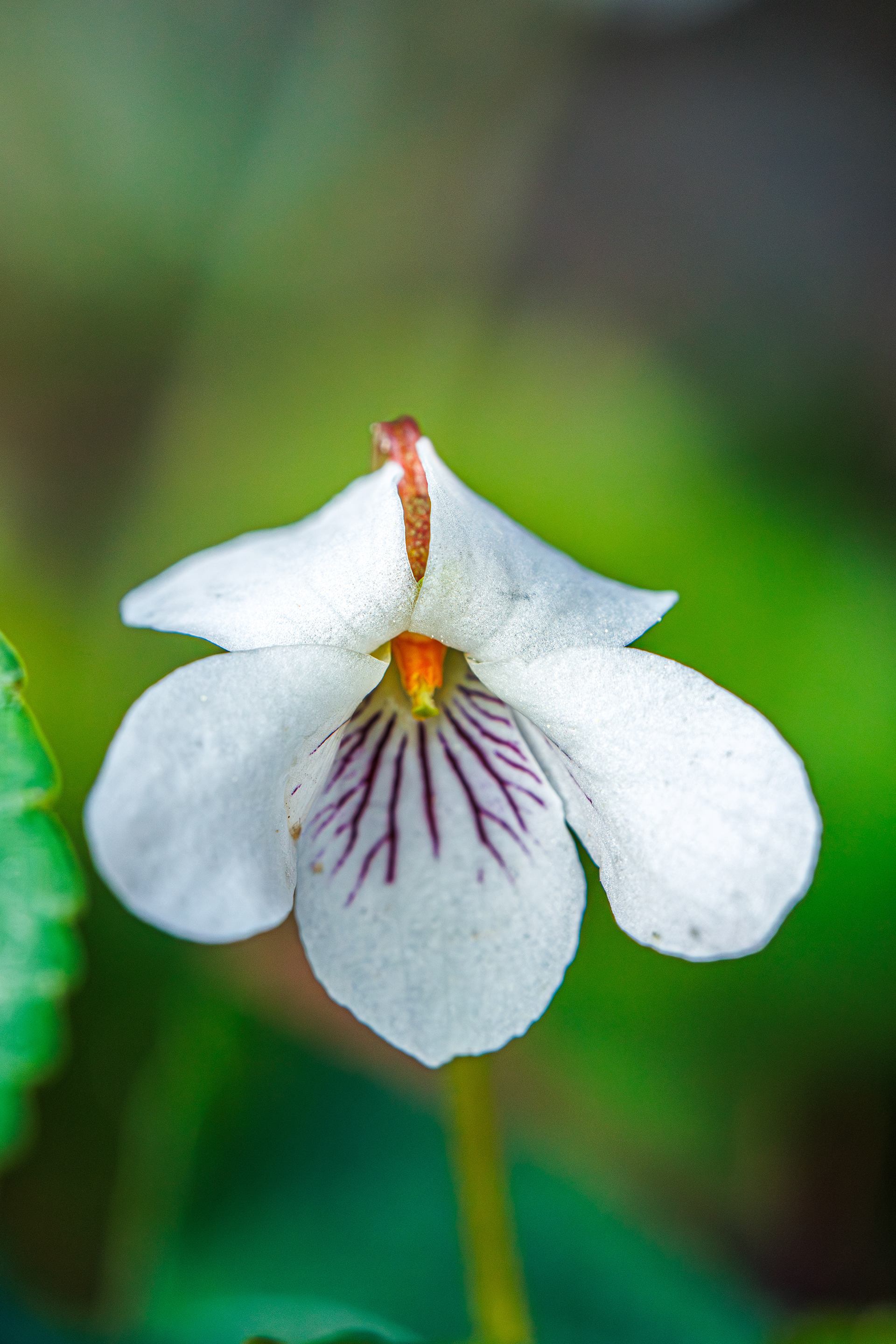 White Violet
