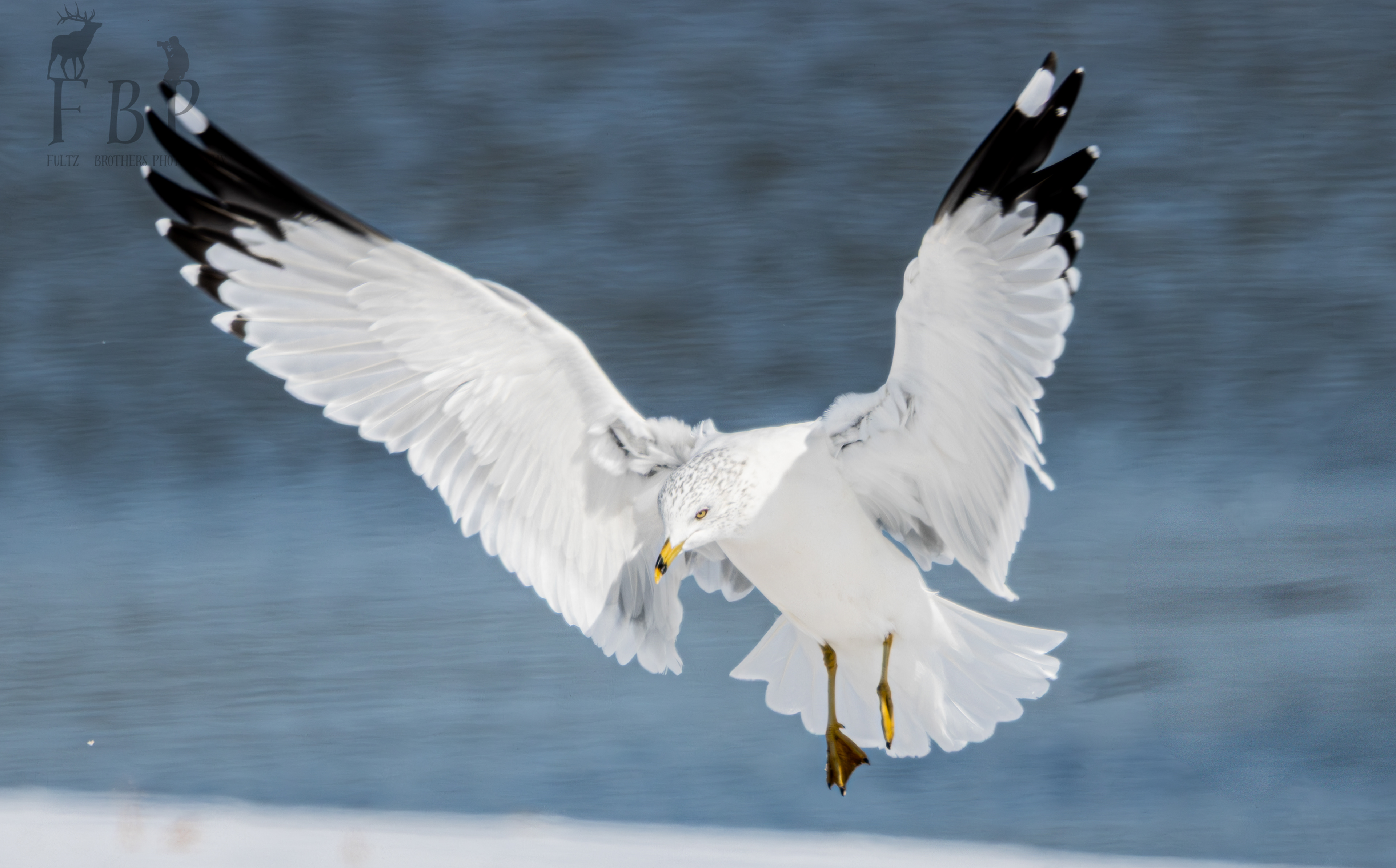 Ring-Billed Gull