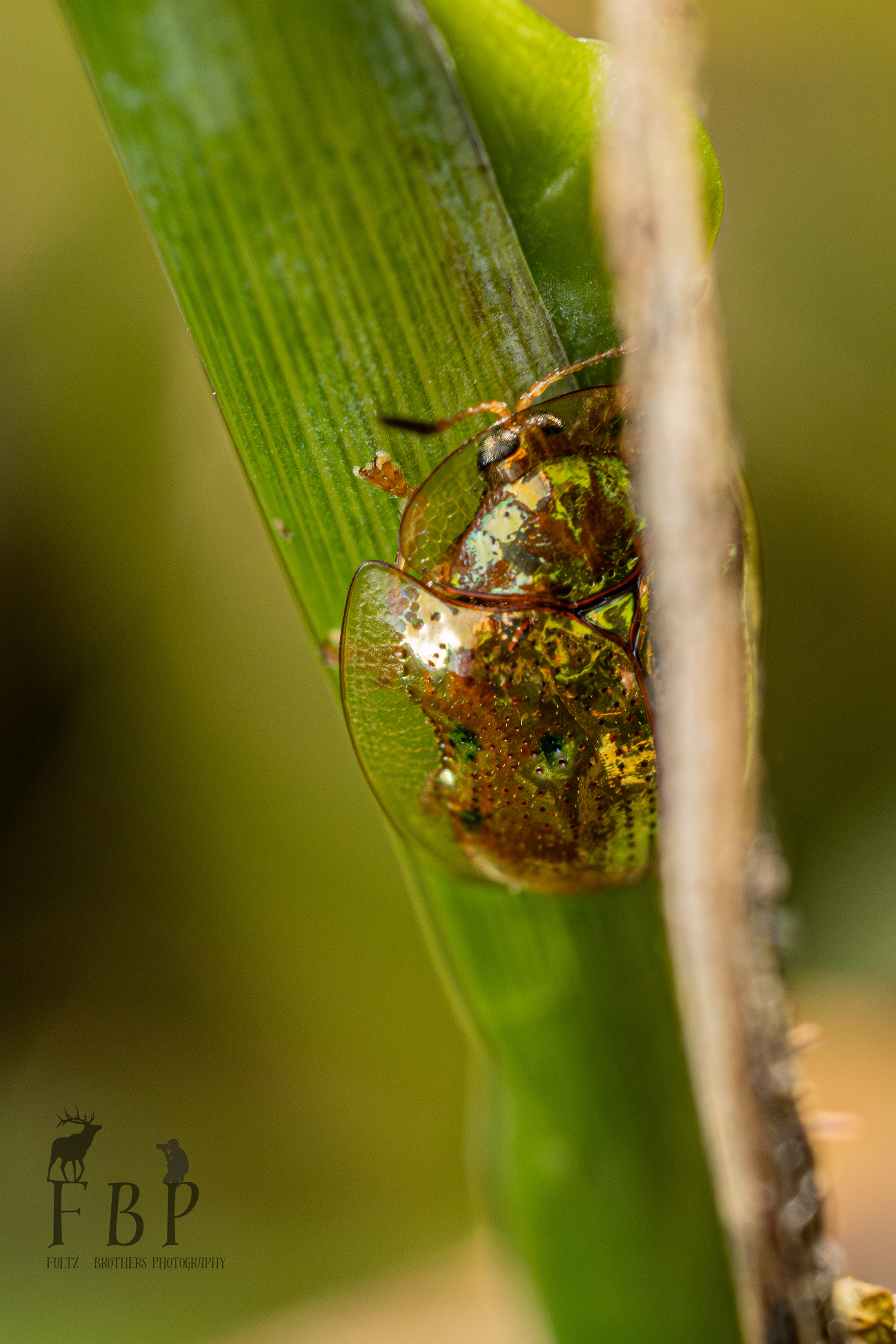Golden Tortoise Beetle