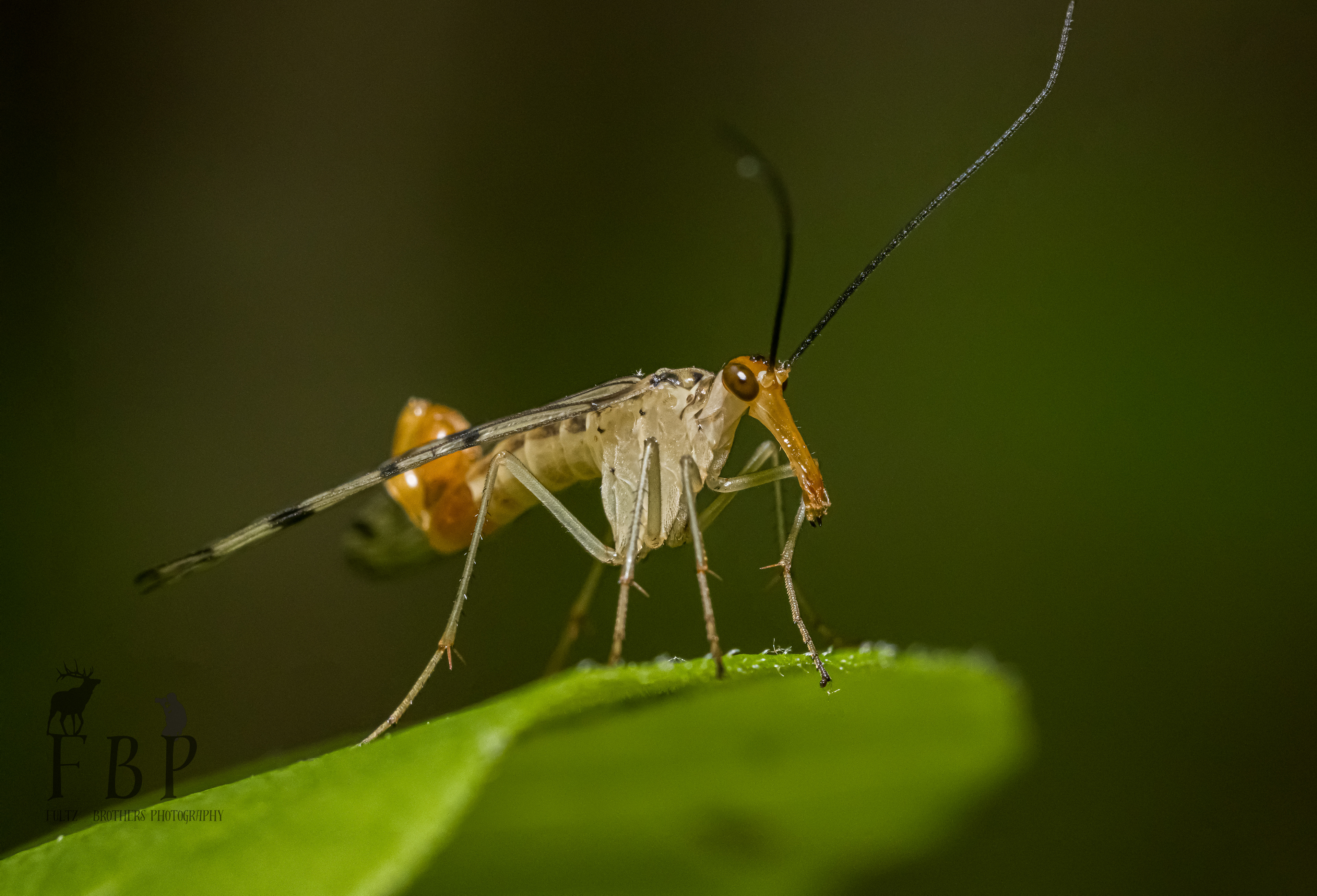 Scorpion Fly (Male)