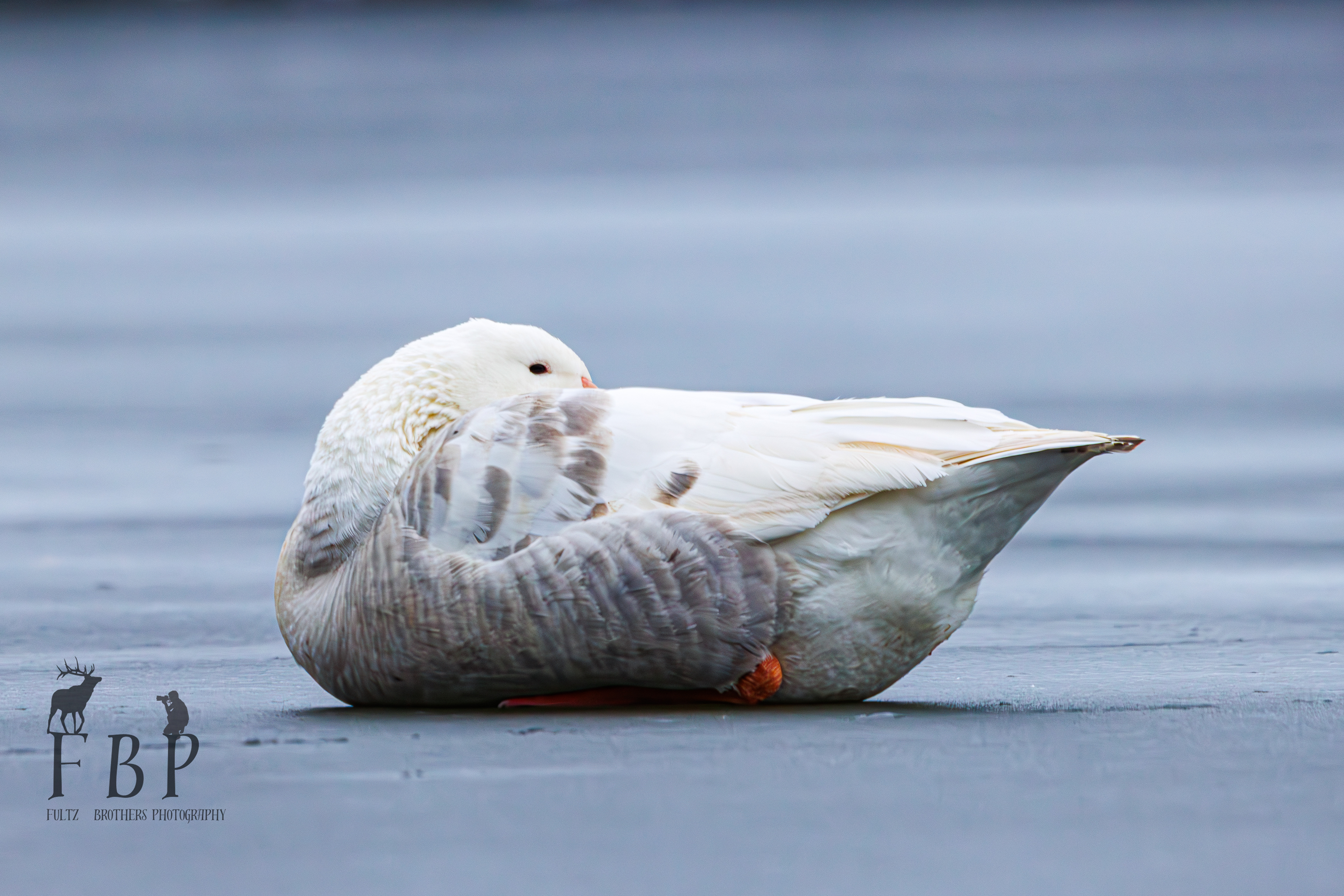 Greylag Goose (Domestic)