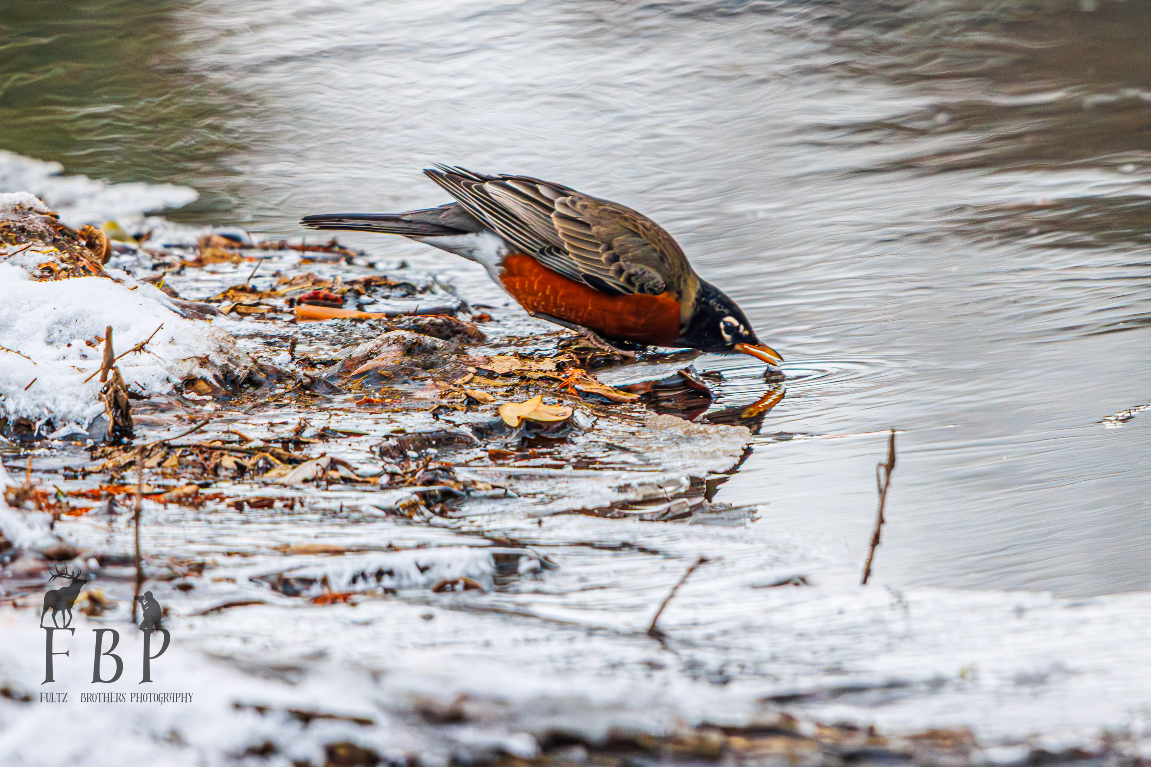 American Robin