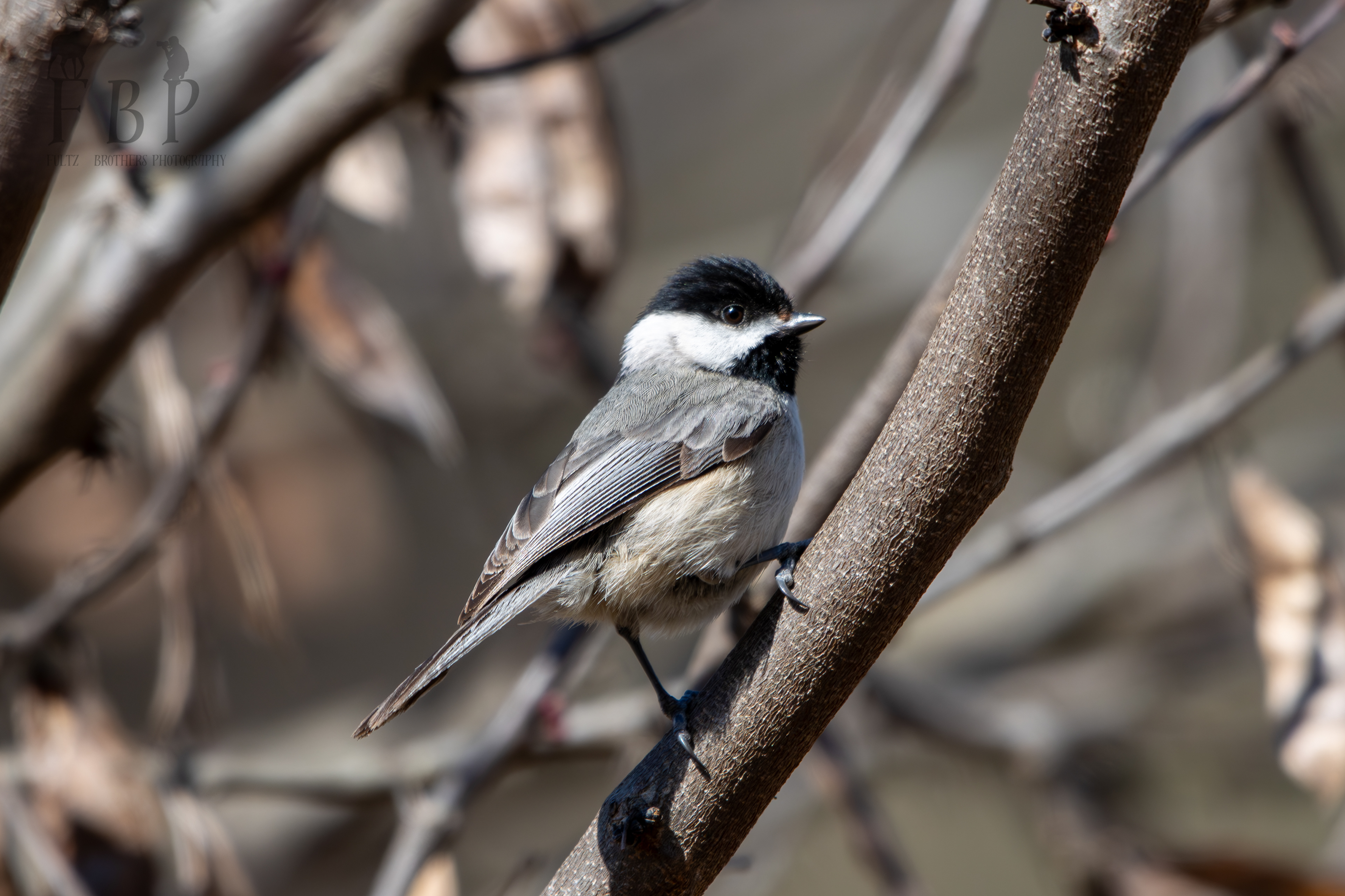 Black-Capped Chickadee