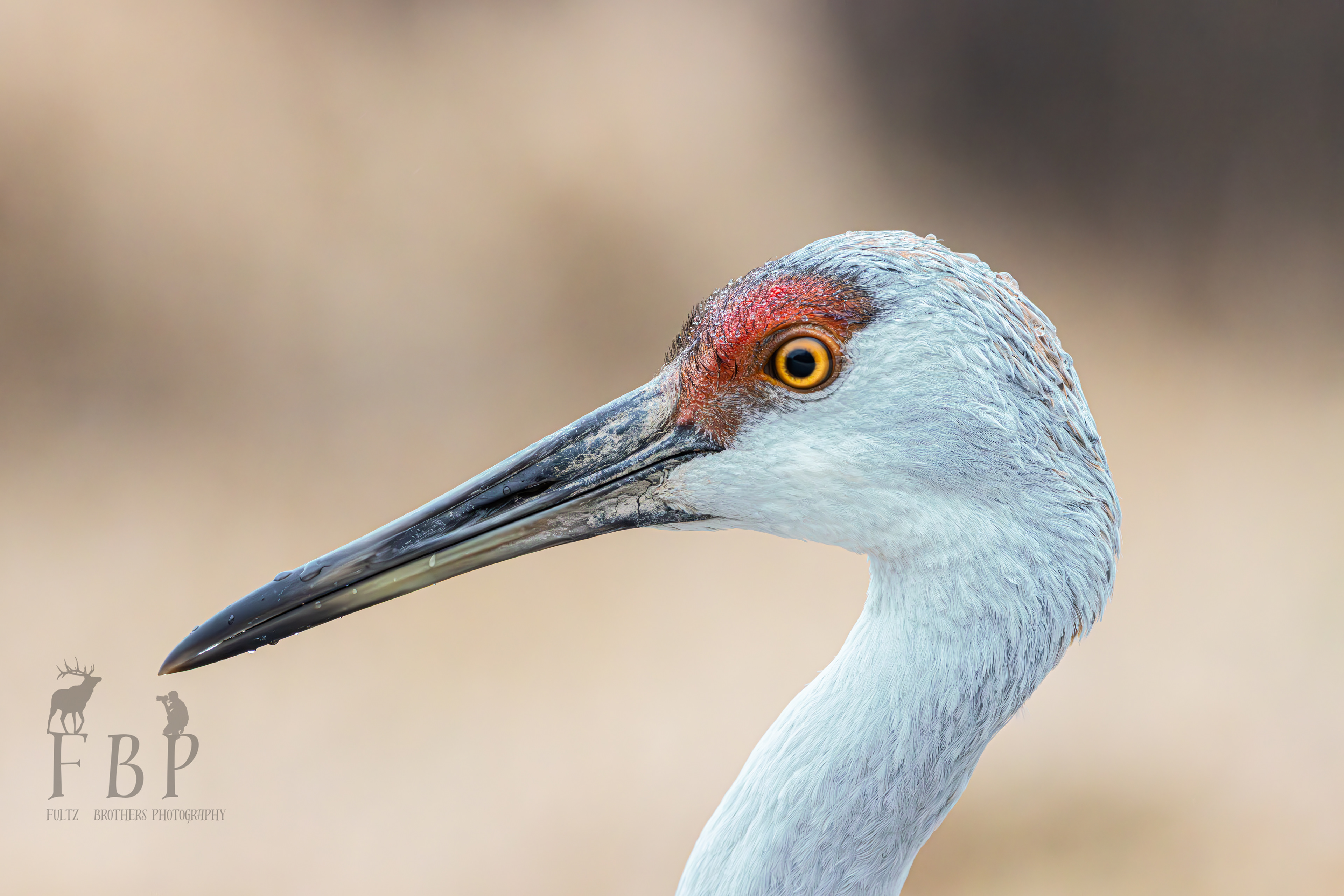 Sandhill Crane