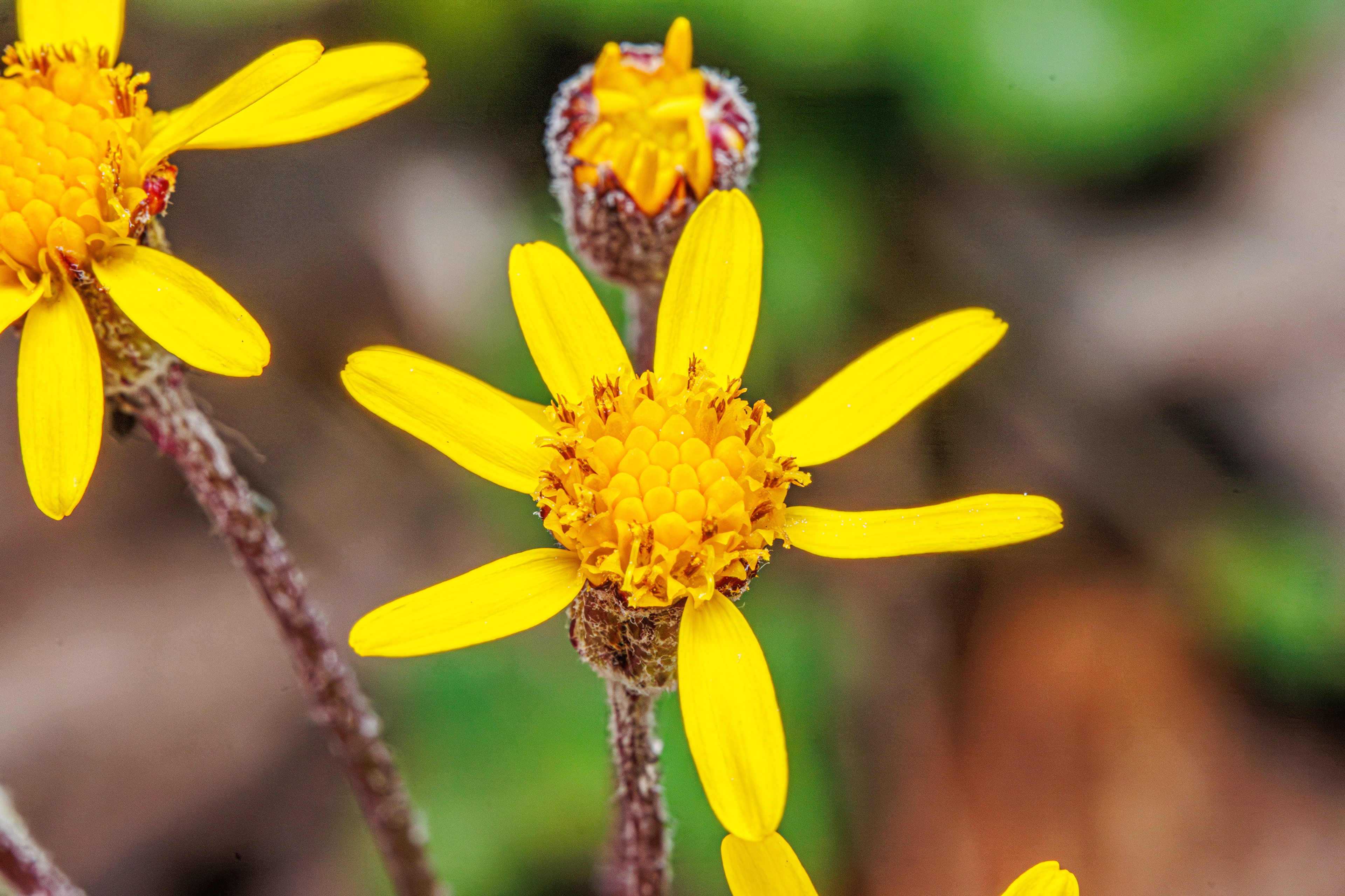 Golden Ragwort