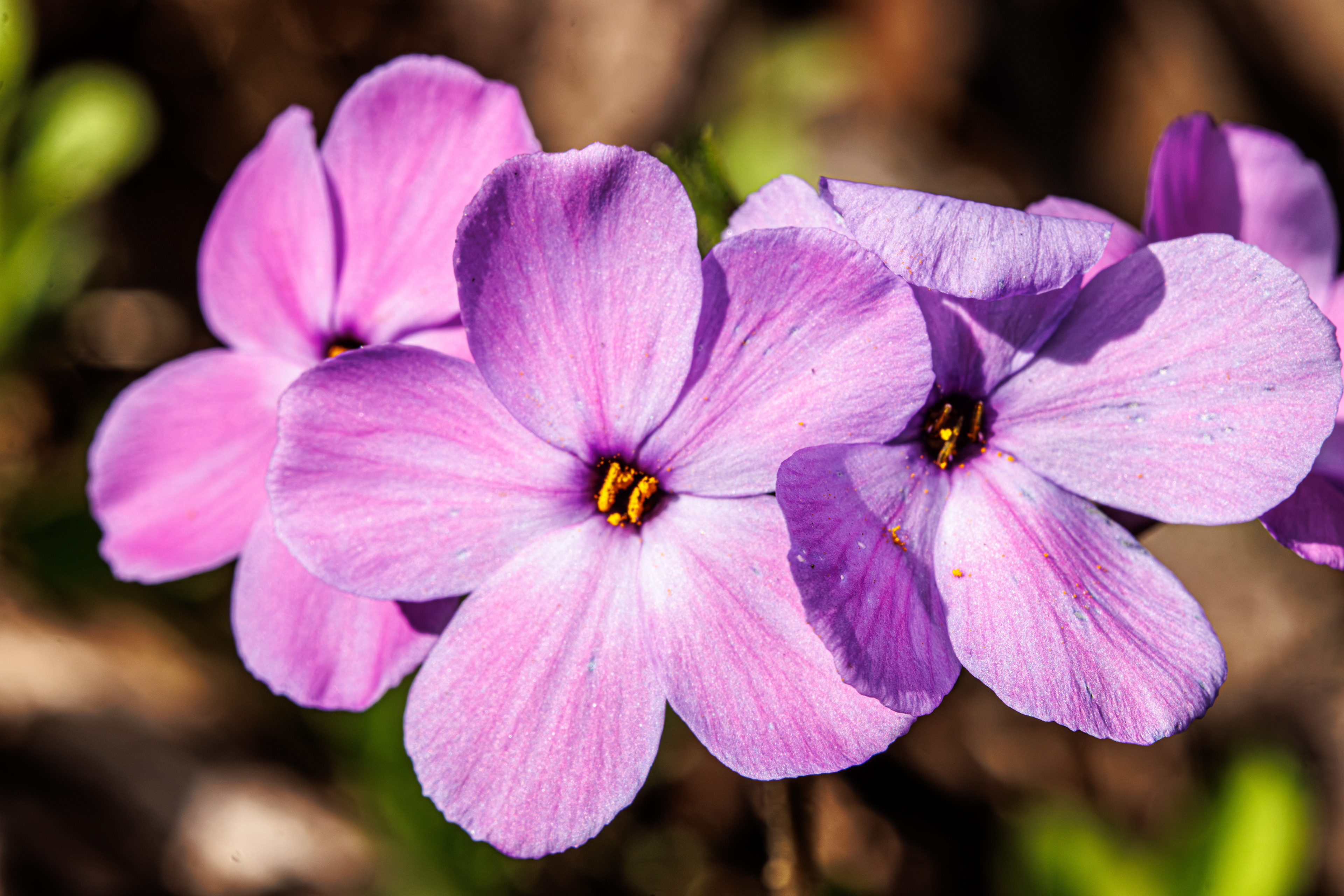 Creeping Phlox