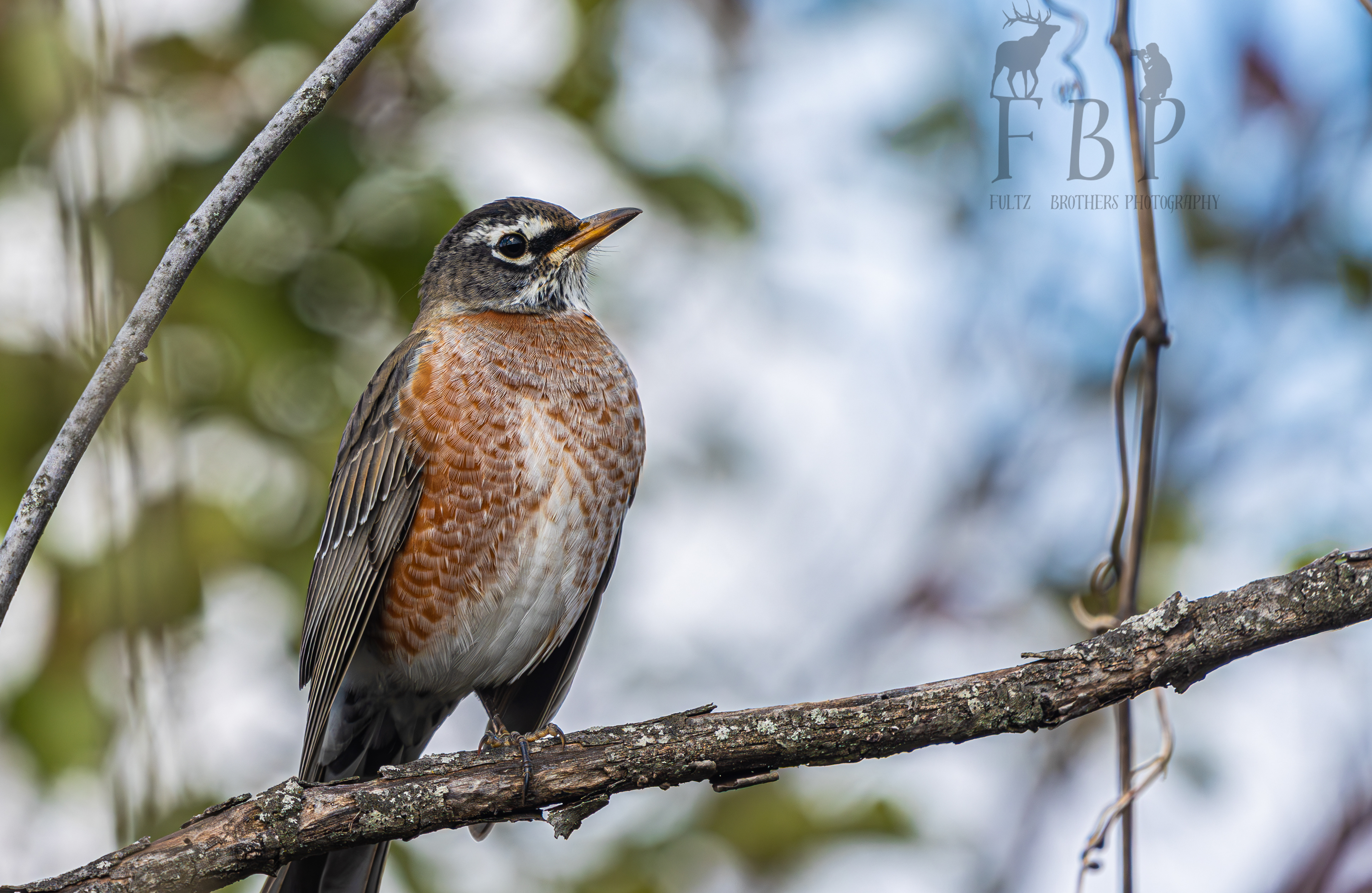 North American Robin