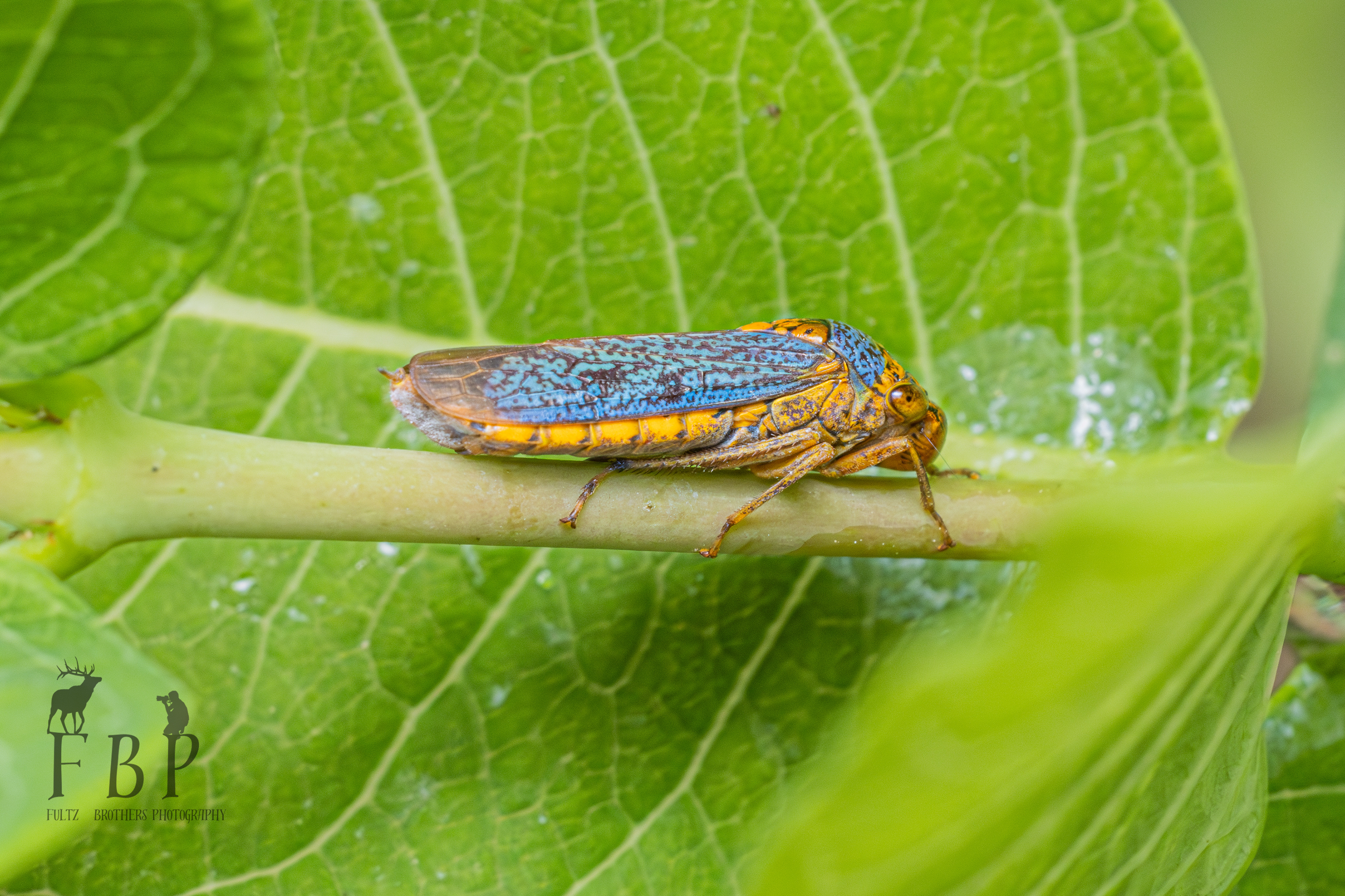 Broad-Headed Sharpshooter