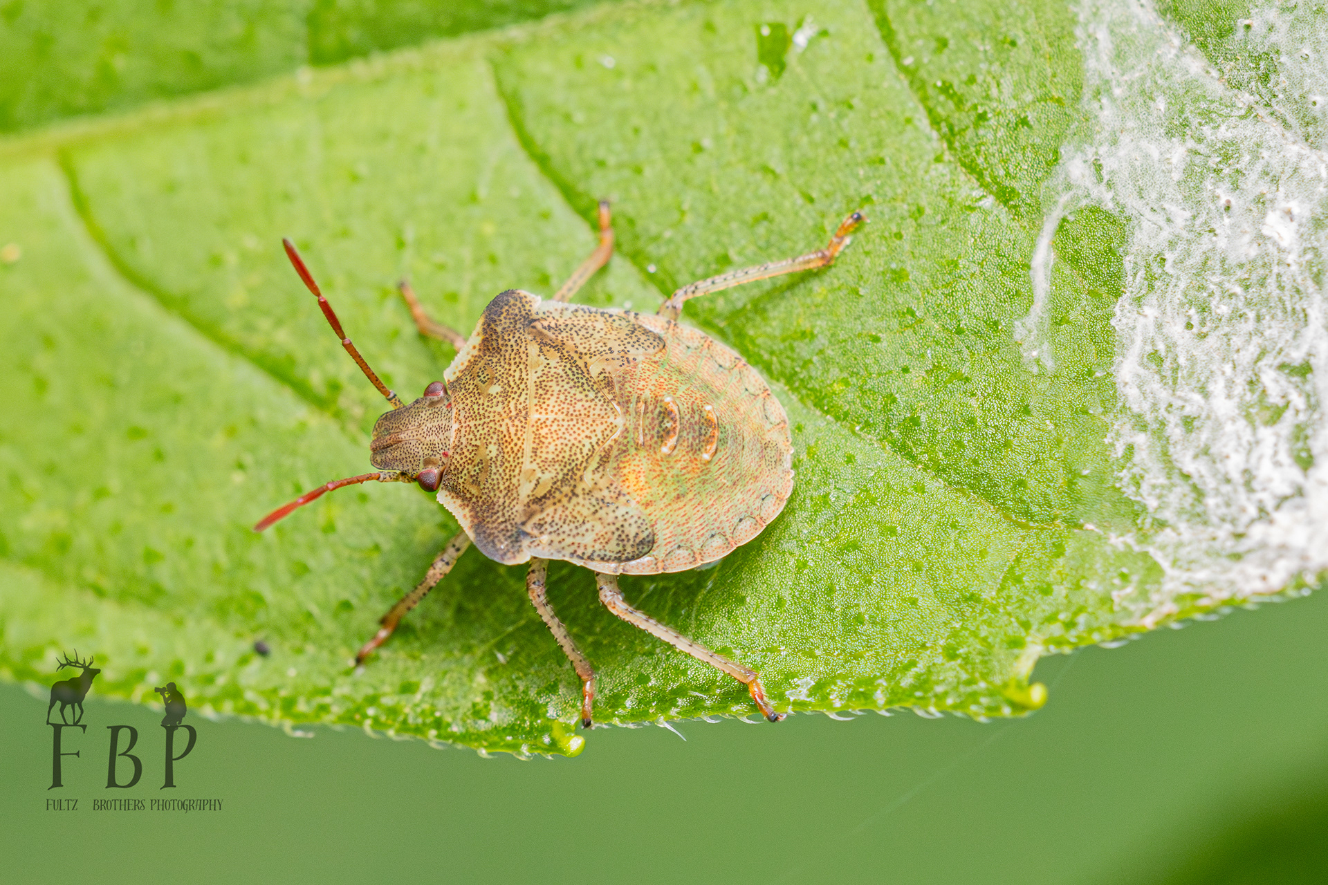 Brown Stink Bug