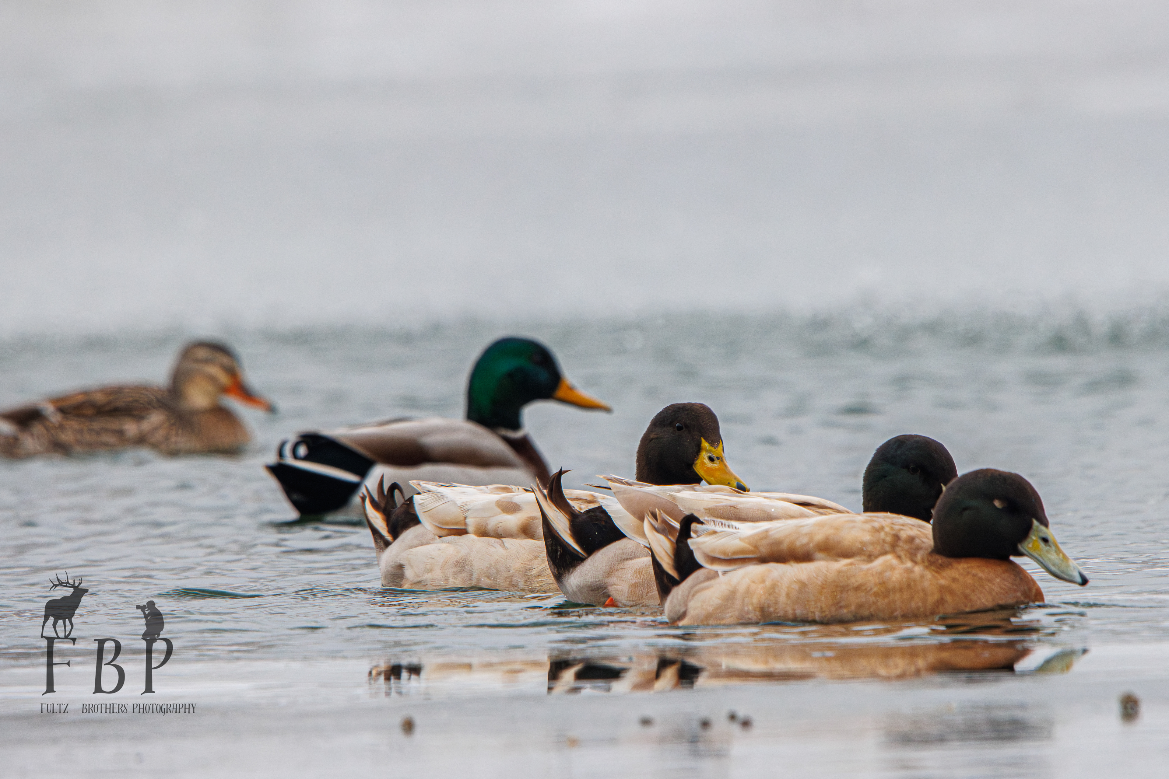 Khaki Campbell (Domestic)