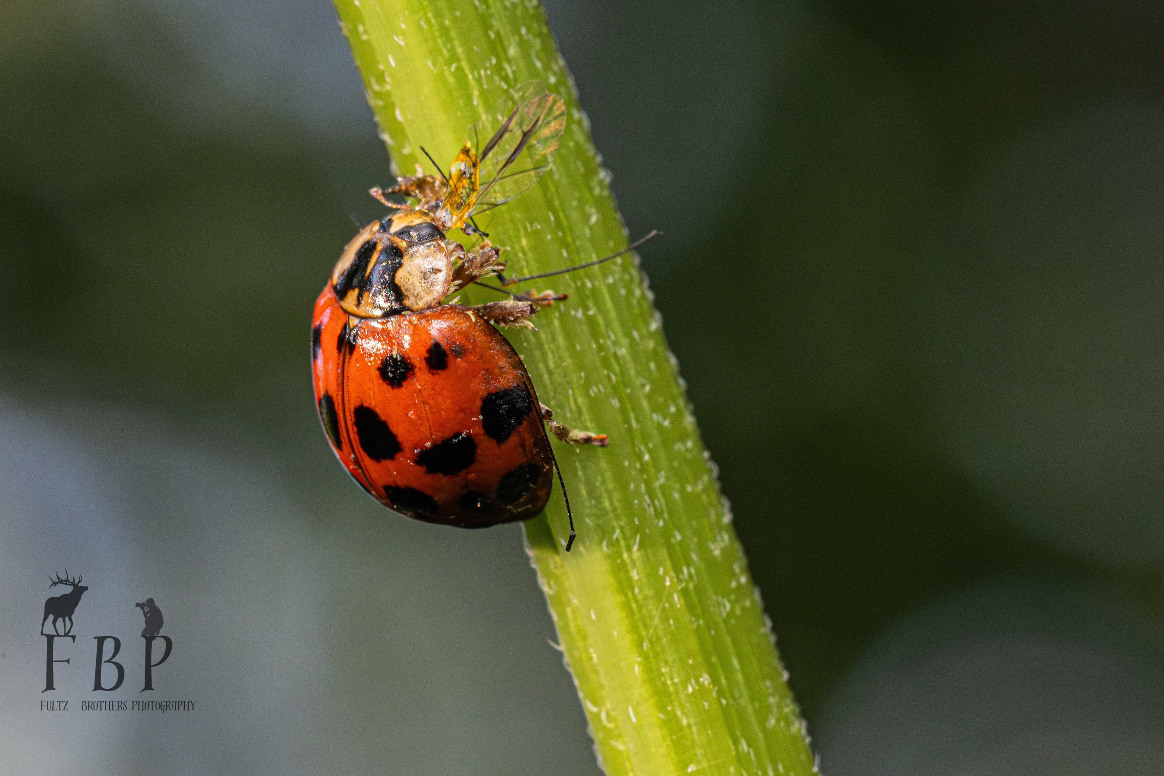 Asian Lady Beetle