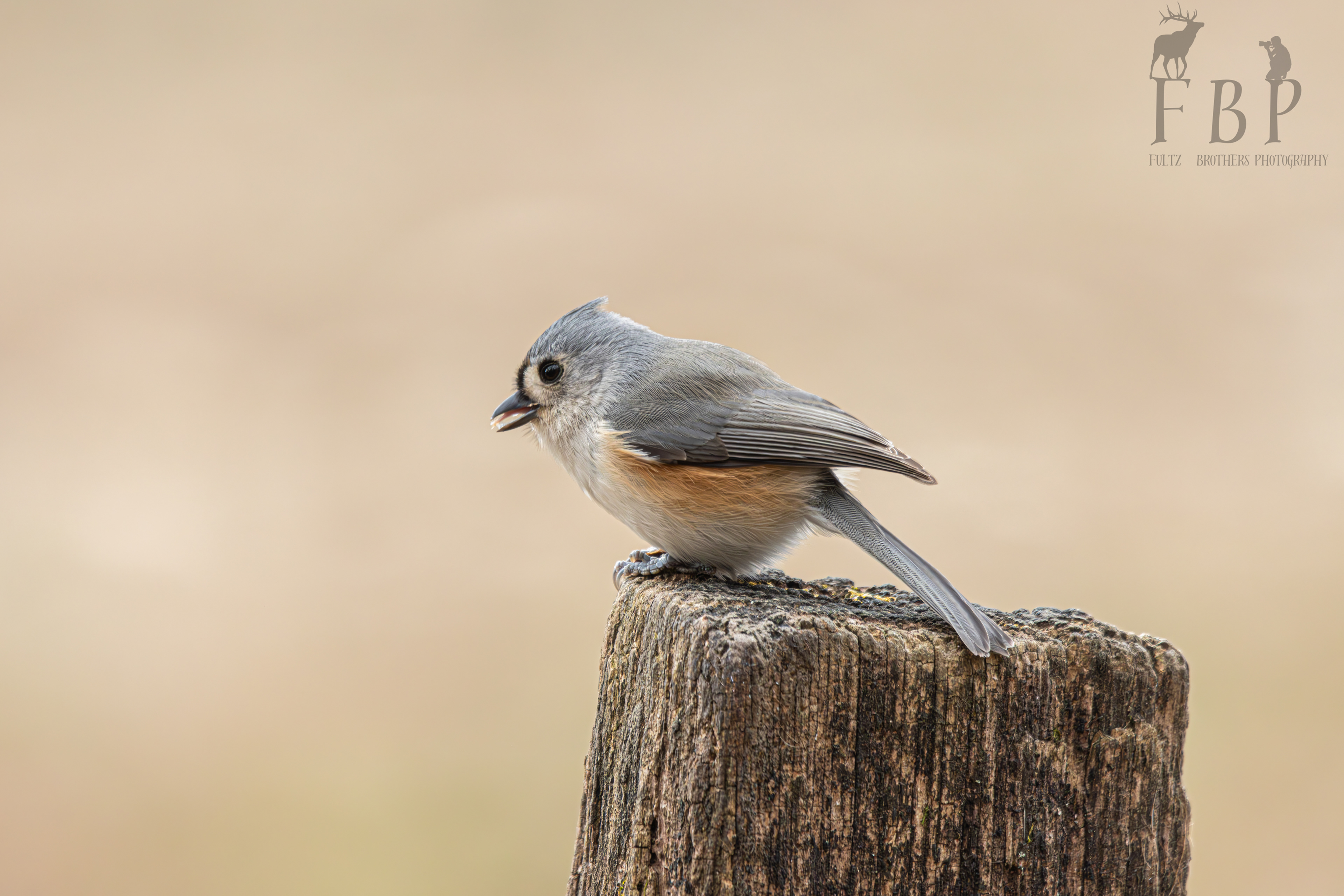 Tufted Titmouse