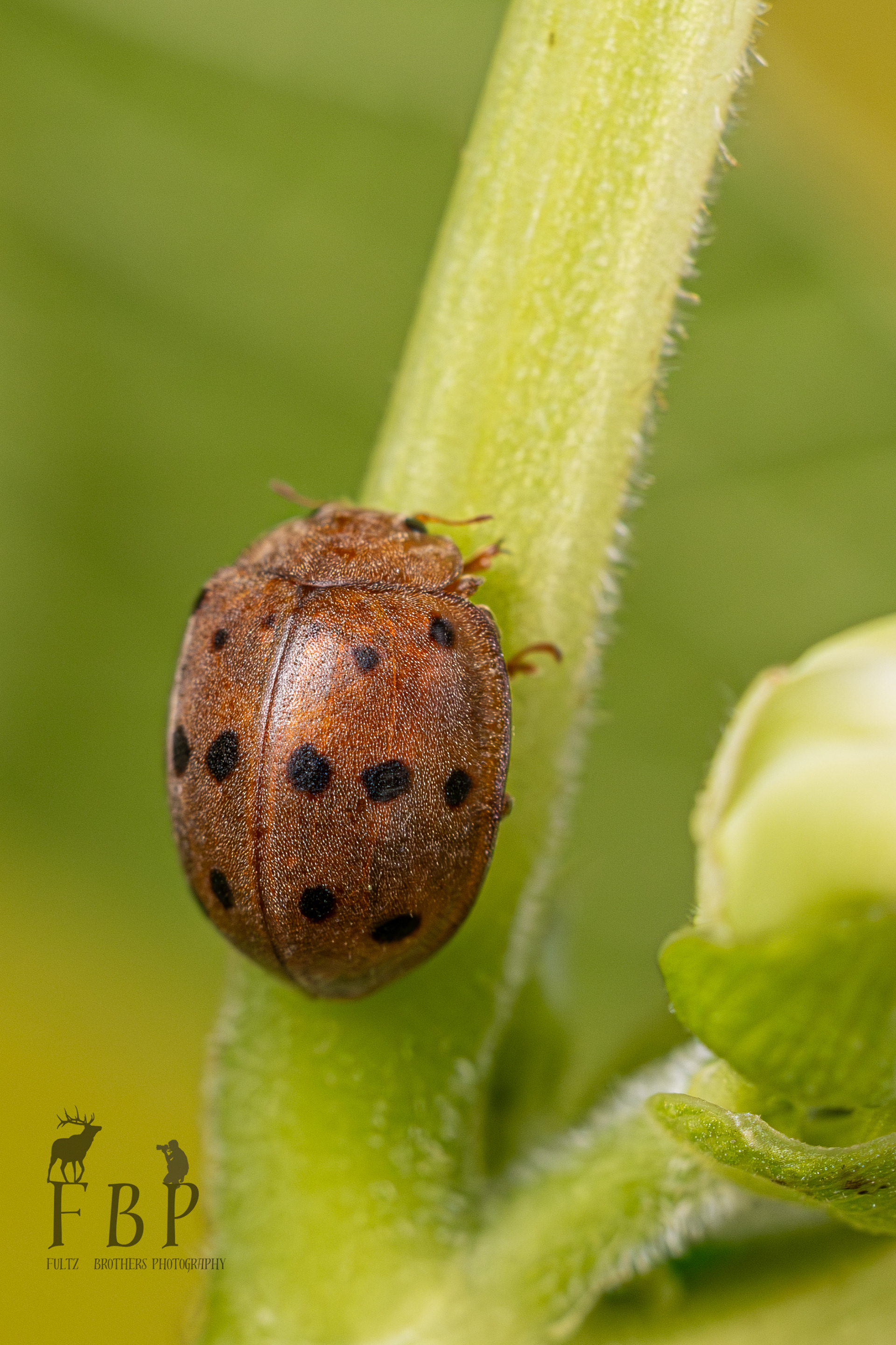 Mexican Bean Beetle