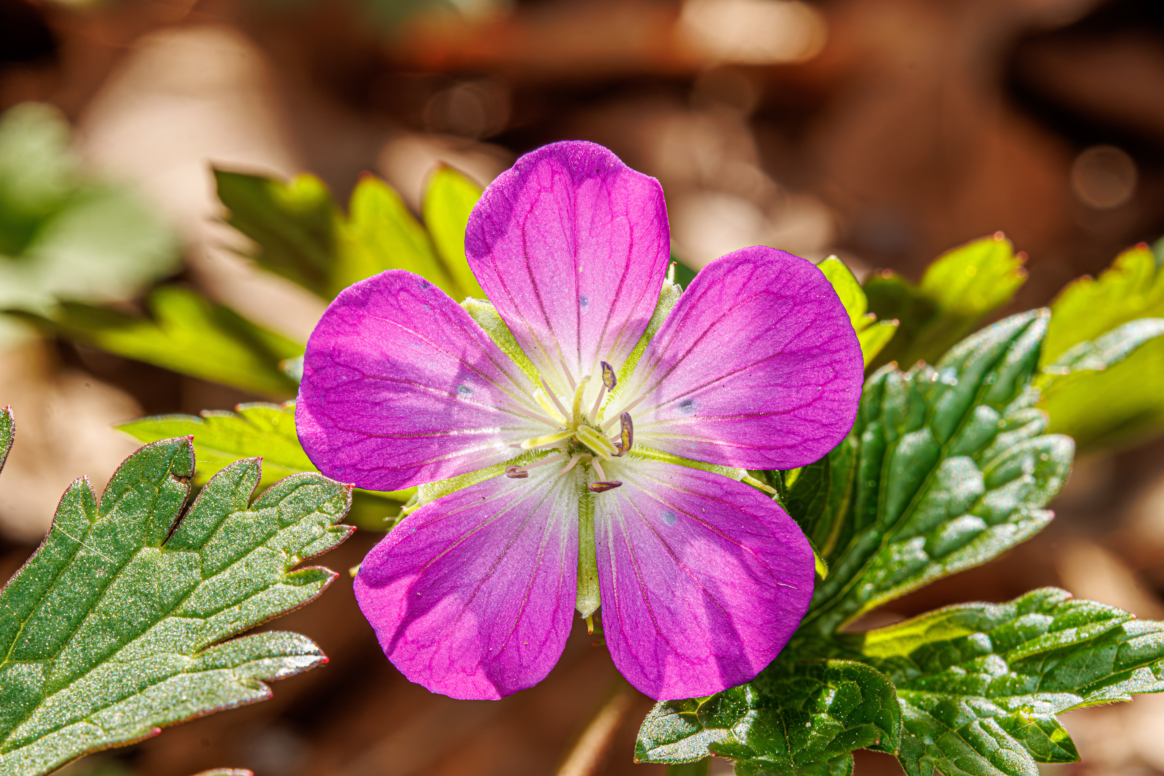 Wild Geranium