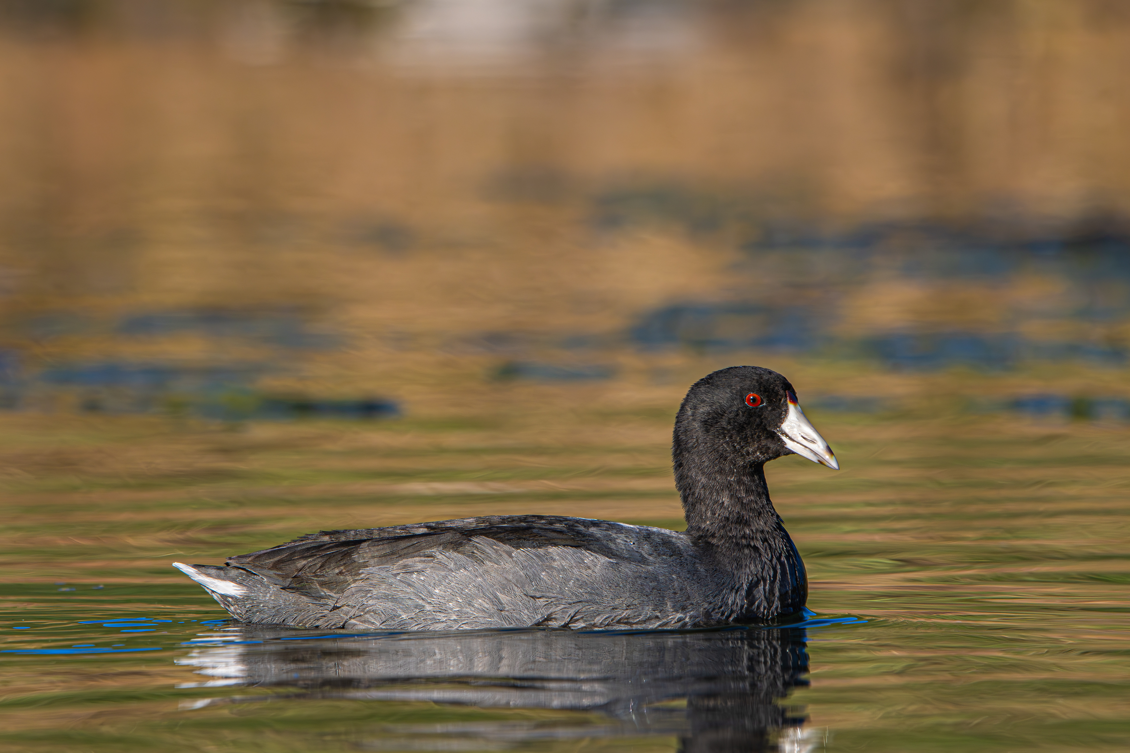 American Coot