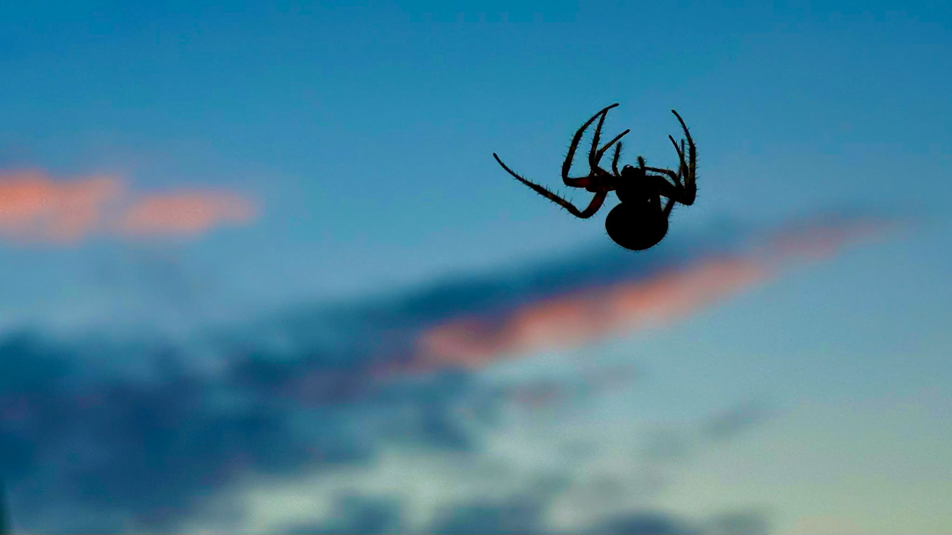 Orb weaver.