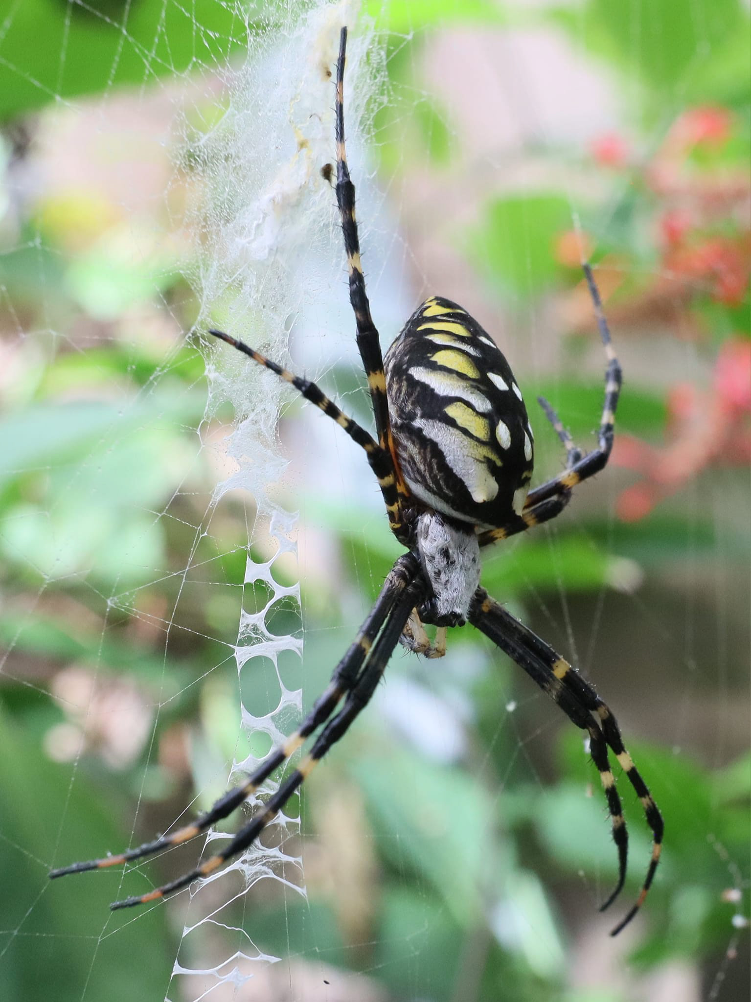 Garden spider.