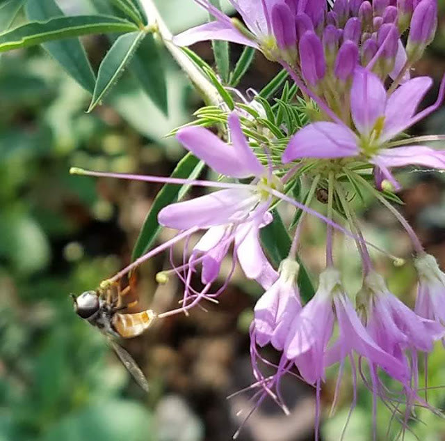 Hungry insect. Hidden spider.
