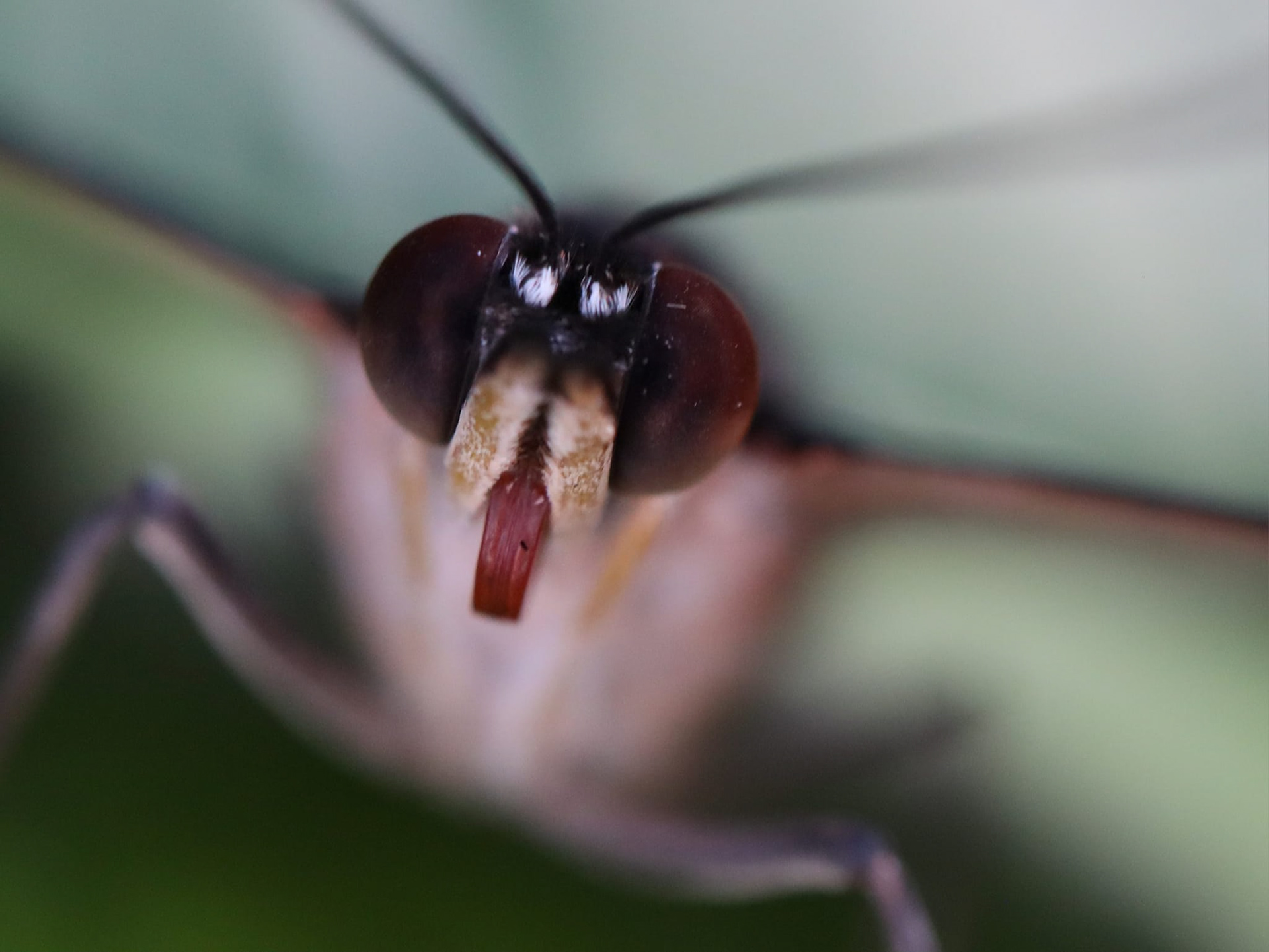 Butterfly tongue.