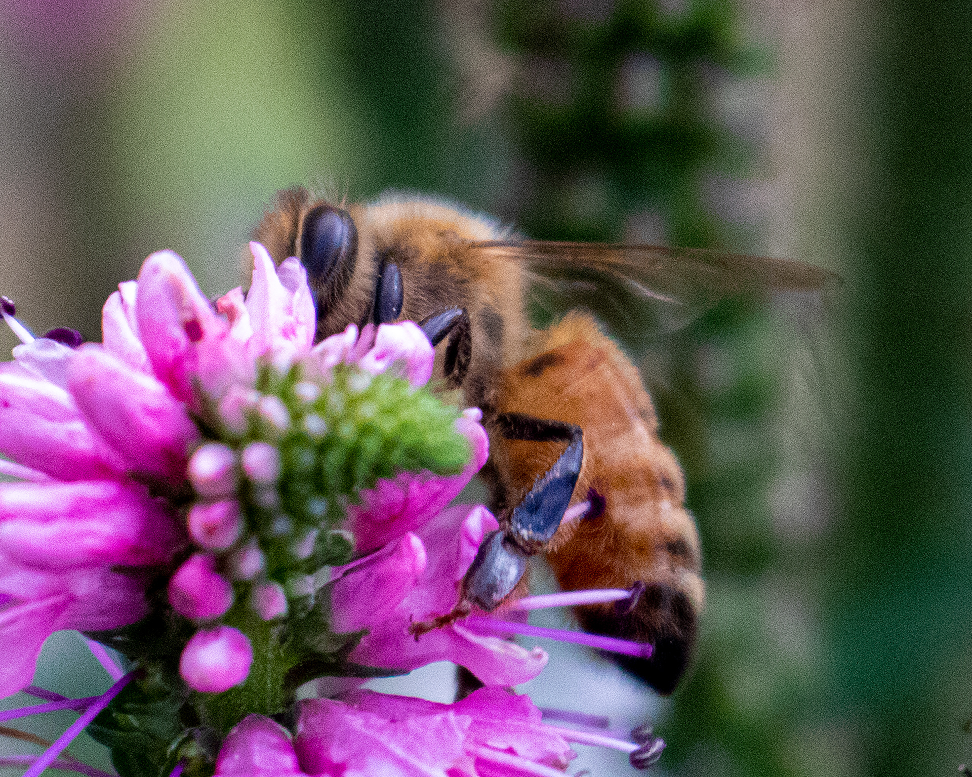 Honey bee.