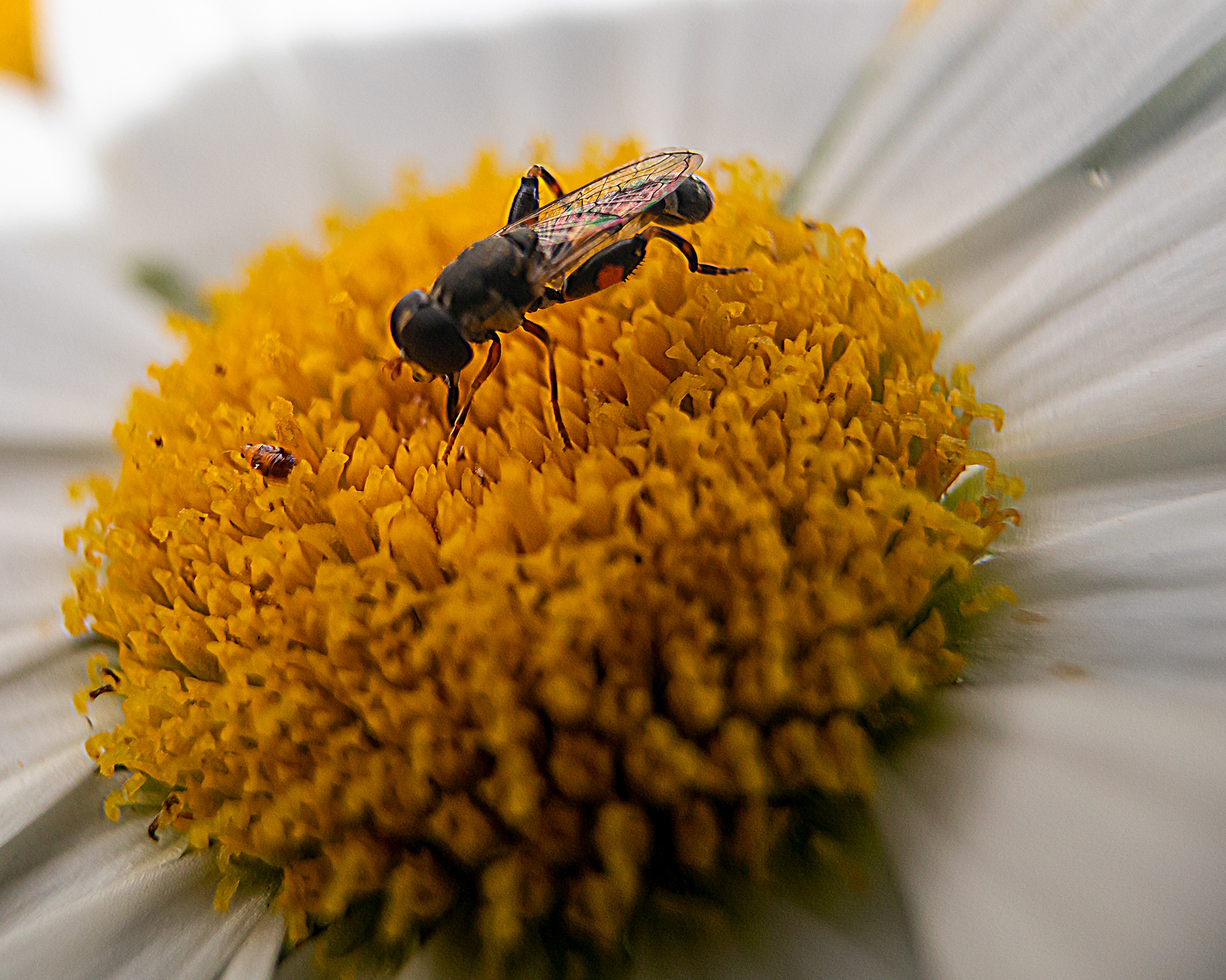 Insects on flower.