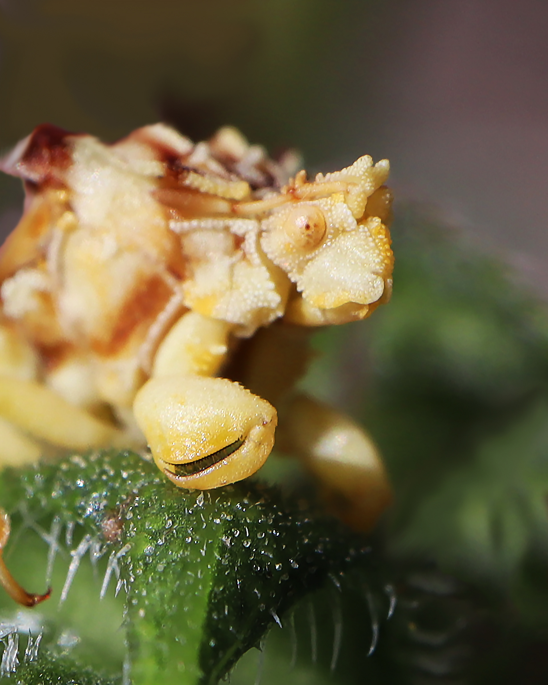 Jagged Ambush Bug.