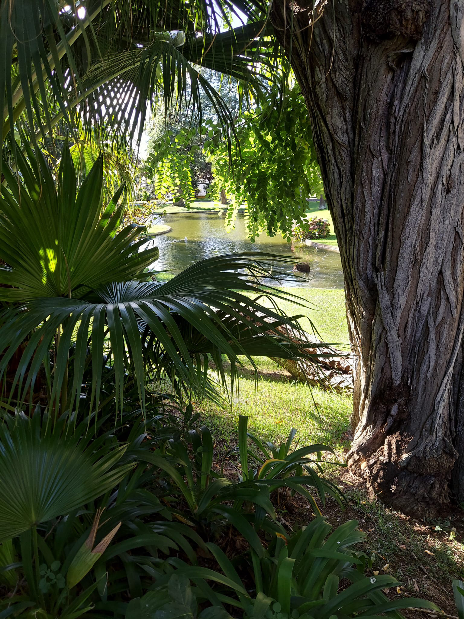The botanical garden on the campus of the University of the Azores.