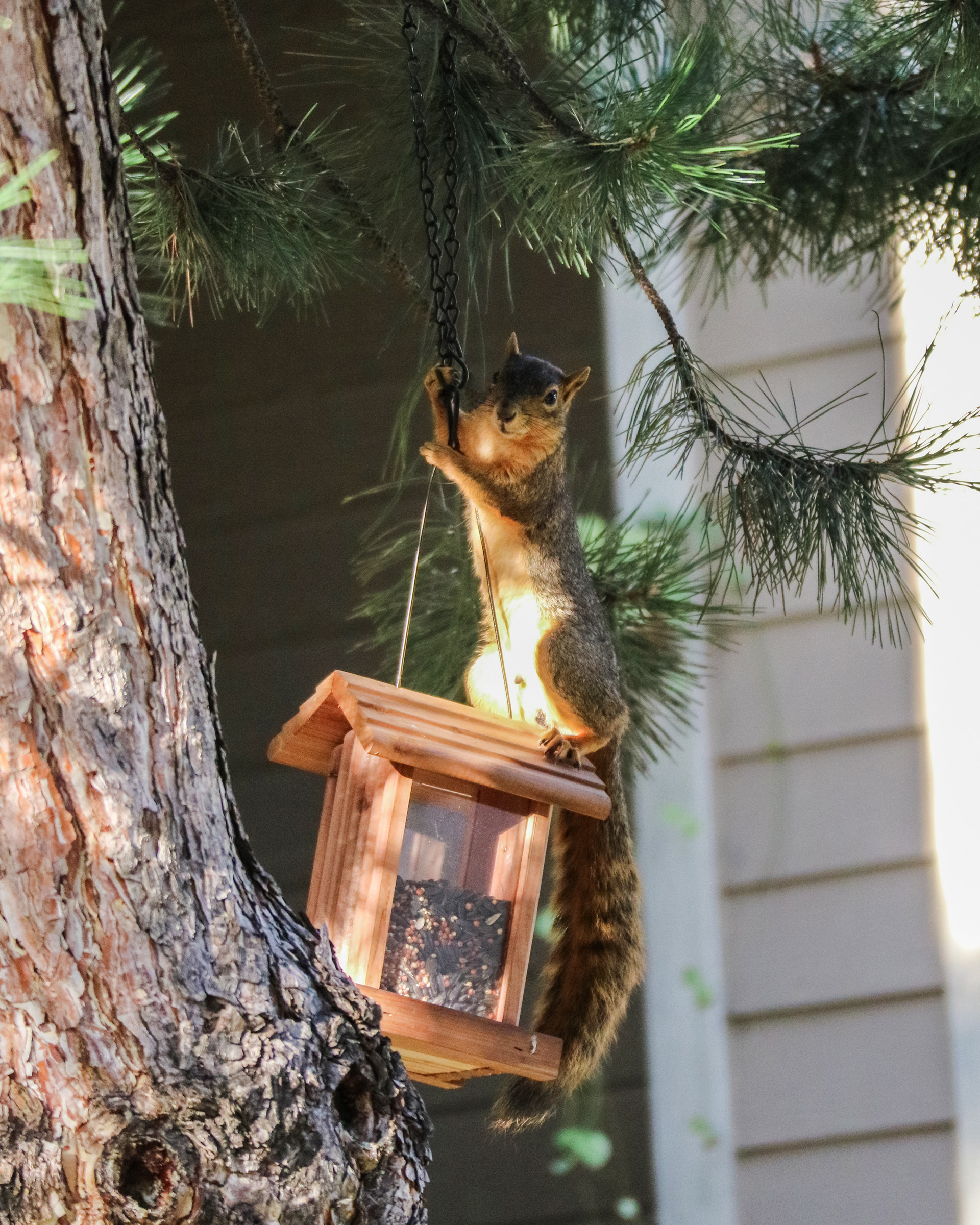 Bird seed thief.