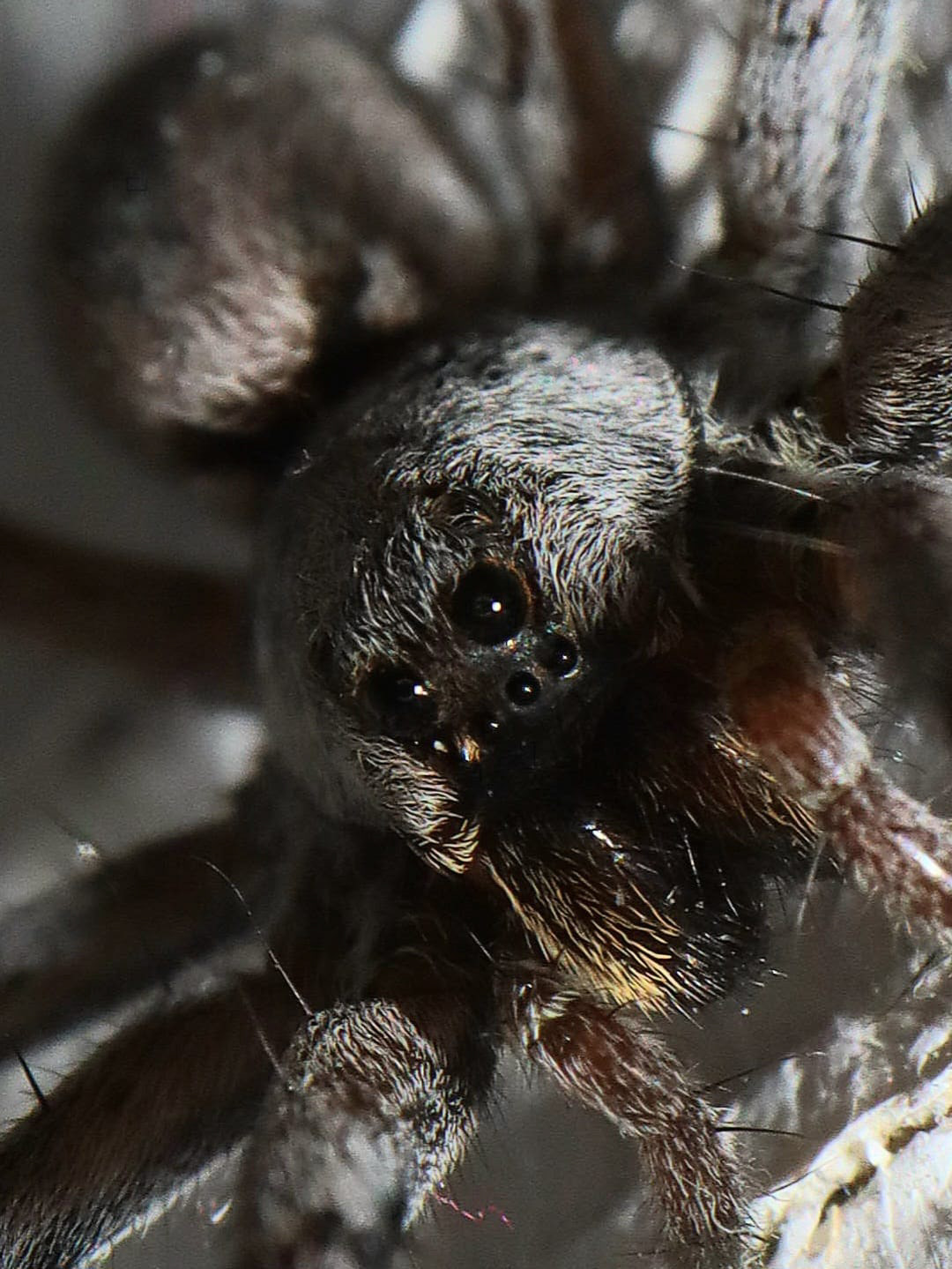 Spider eyes.